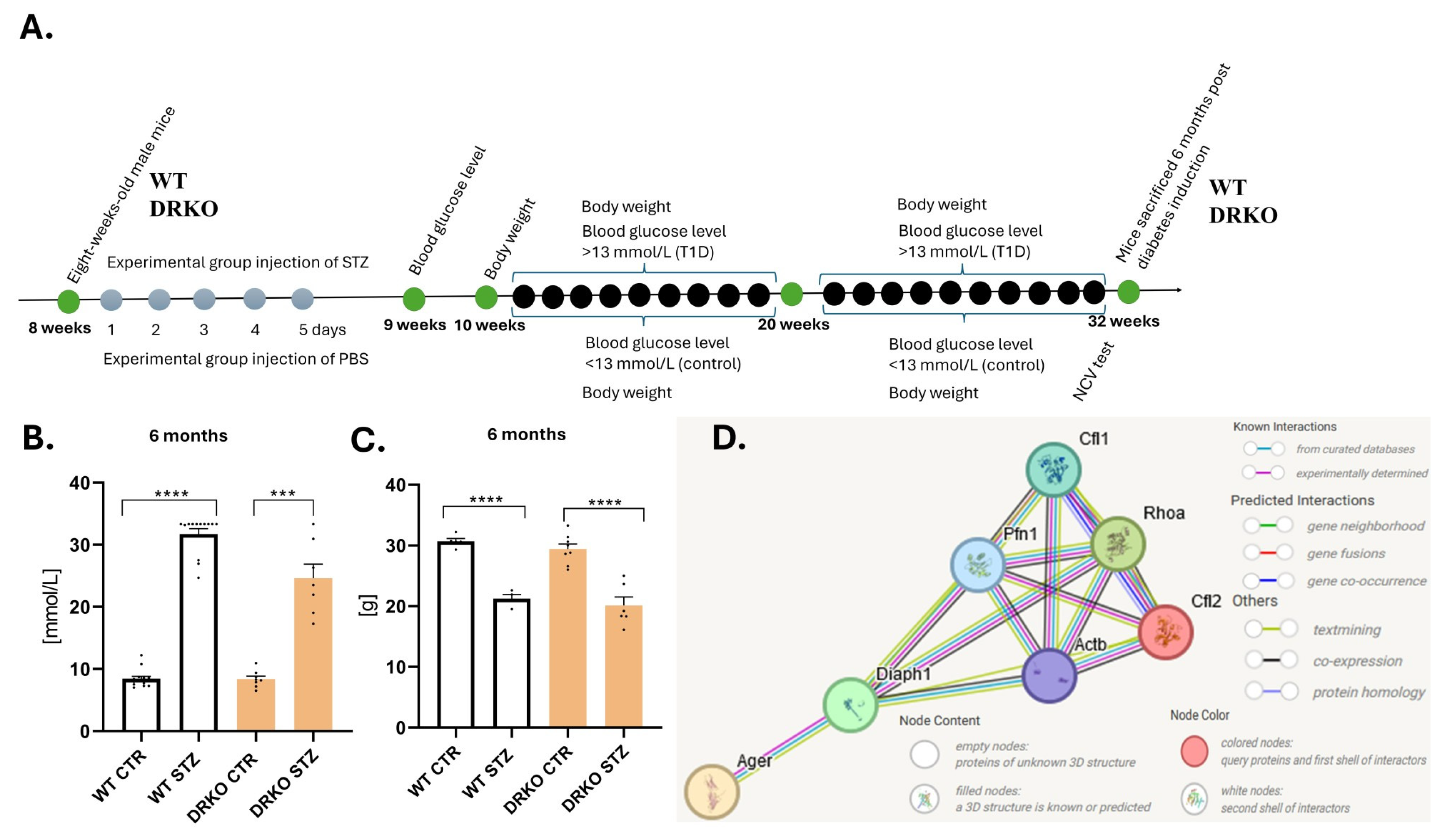 Ijms 26 11182 g001 Ijms 26 11182 g001