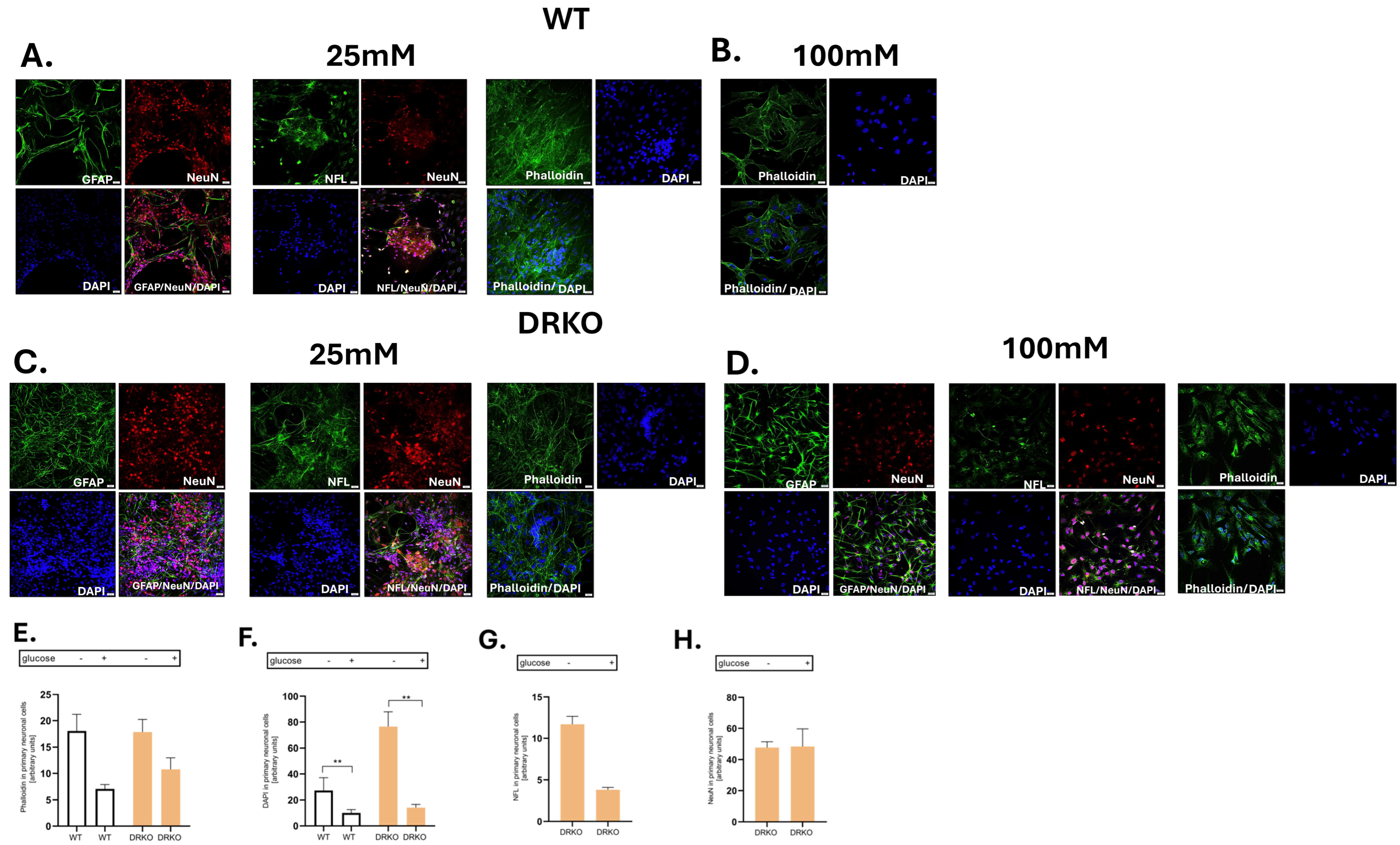 Ijms 26 11182 g004 Ijms 26 11182 g004