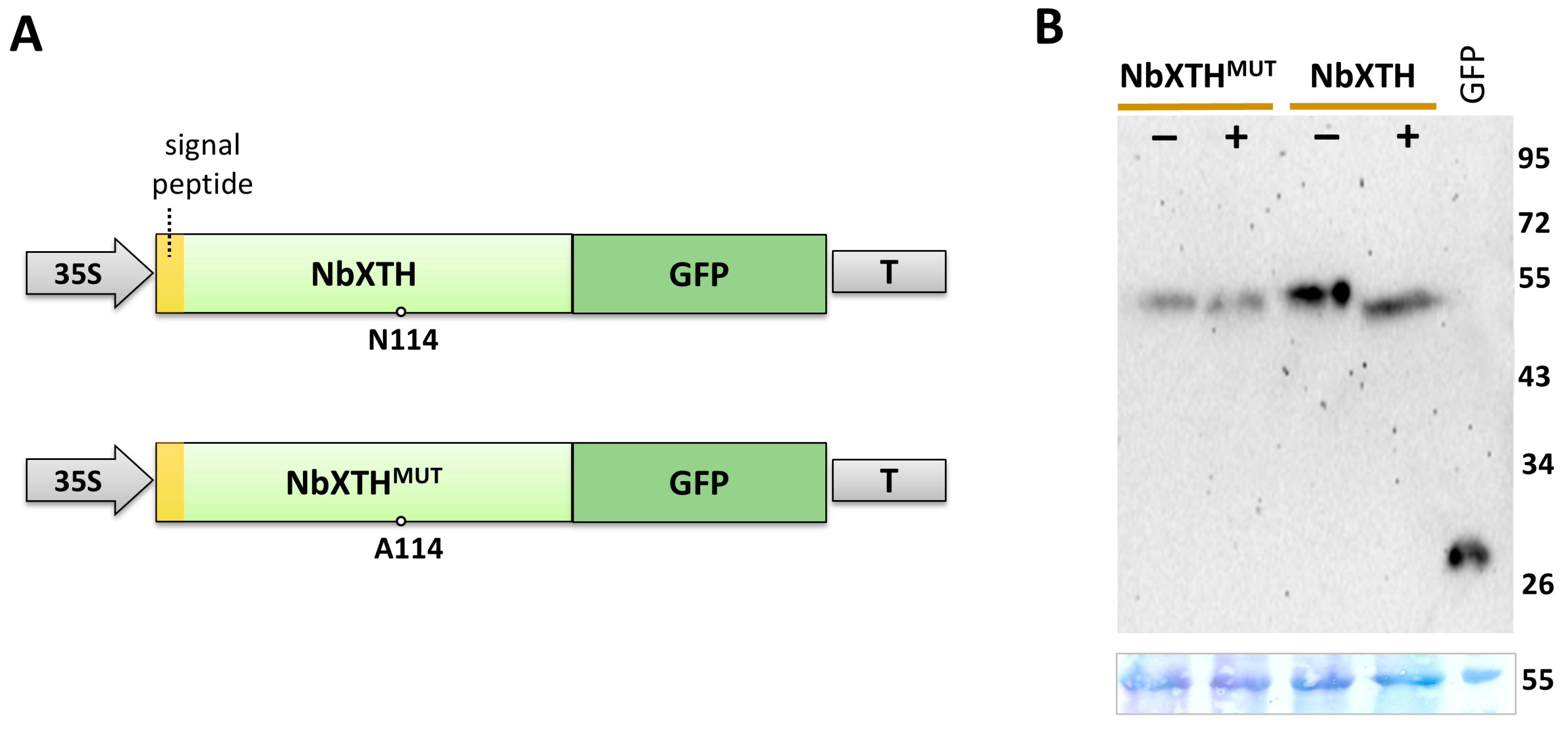 Ijms 26 11183 g002 Ijms 26 11183 g002