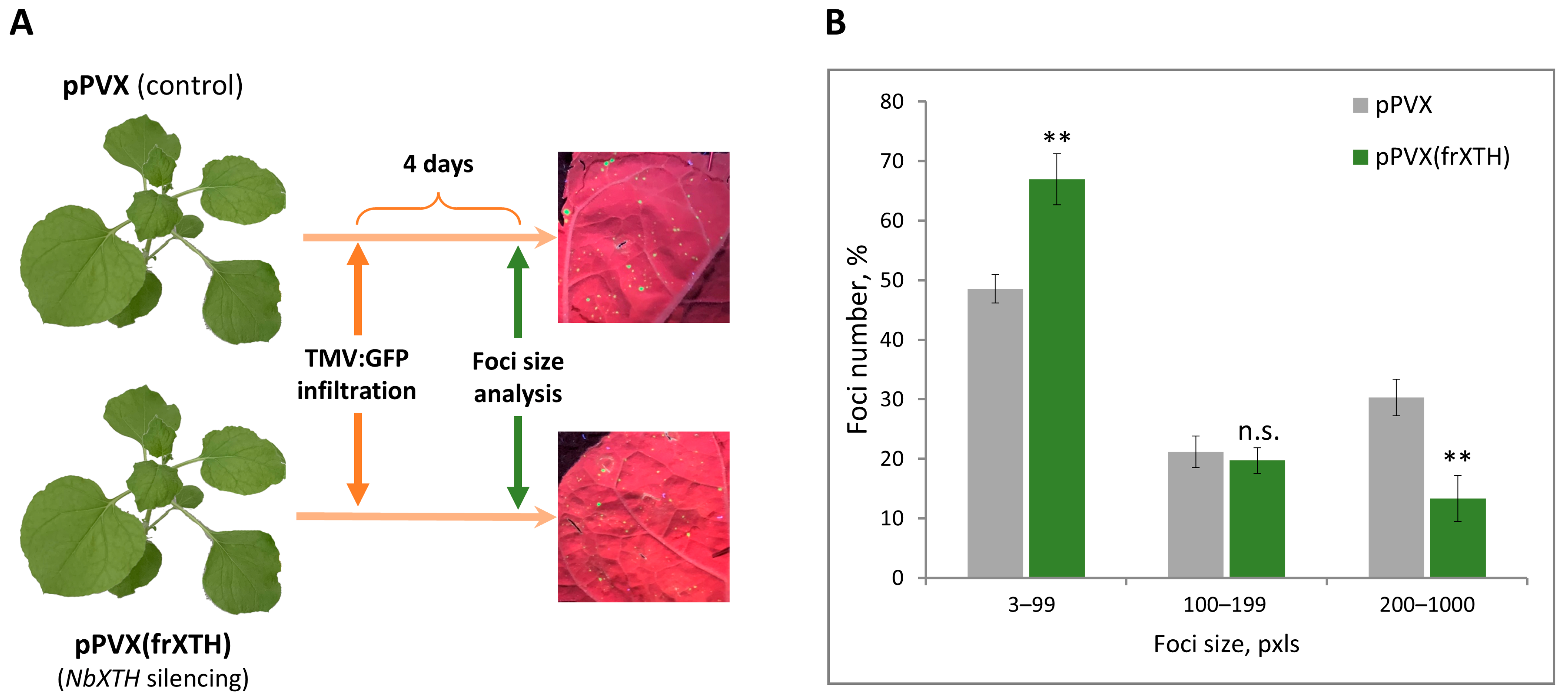 Ijms 26 11183 g006 Ijms 26 11183 g006