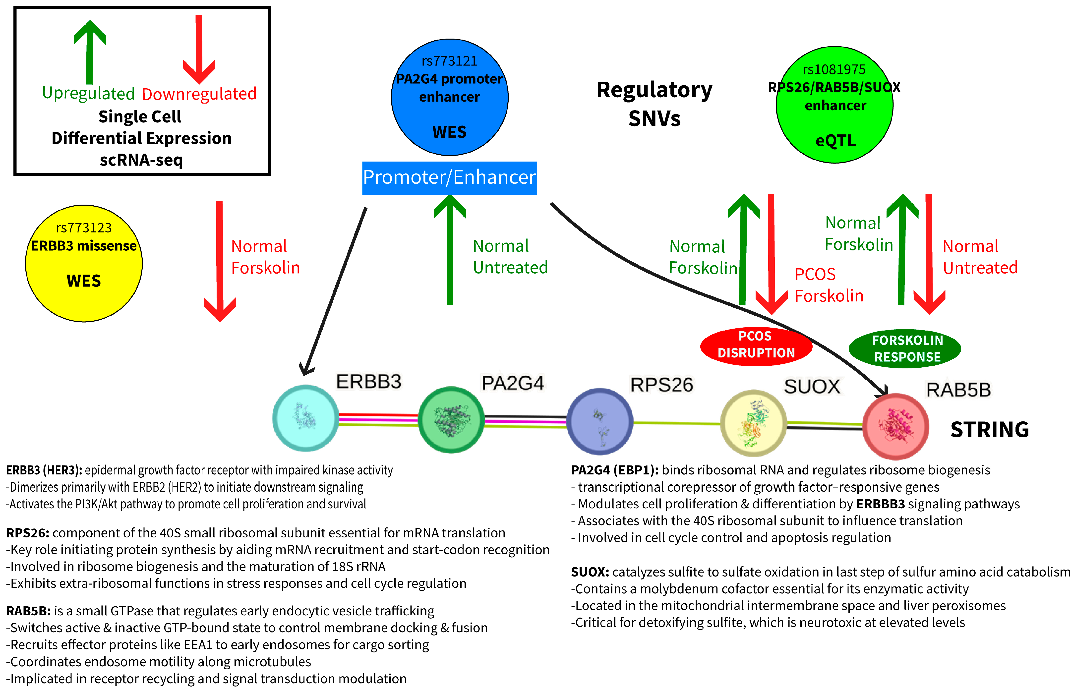 Ijms 26 11184 g003 Ijms 26 11184 g003