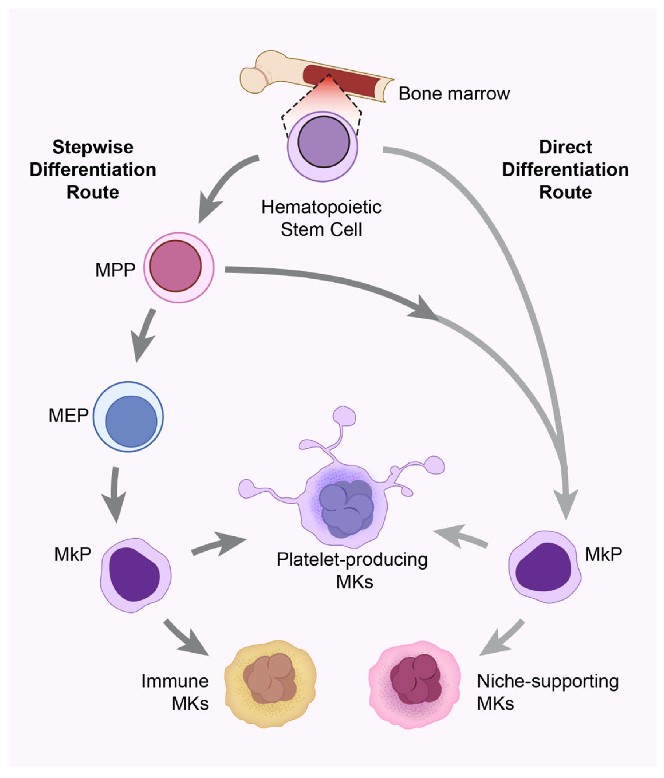 Ijms 26 11191 g001 Ijms 26 11191 g001