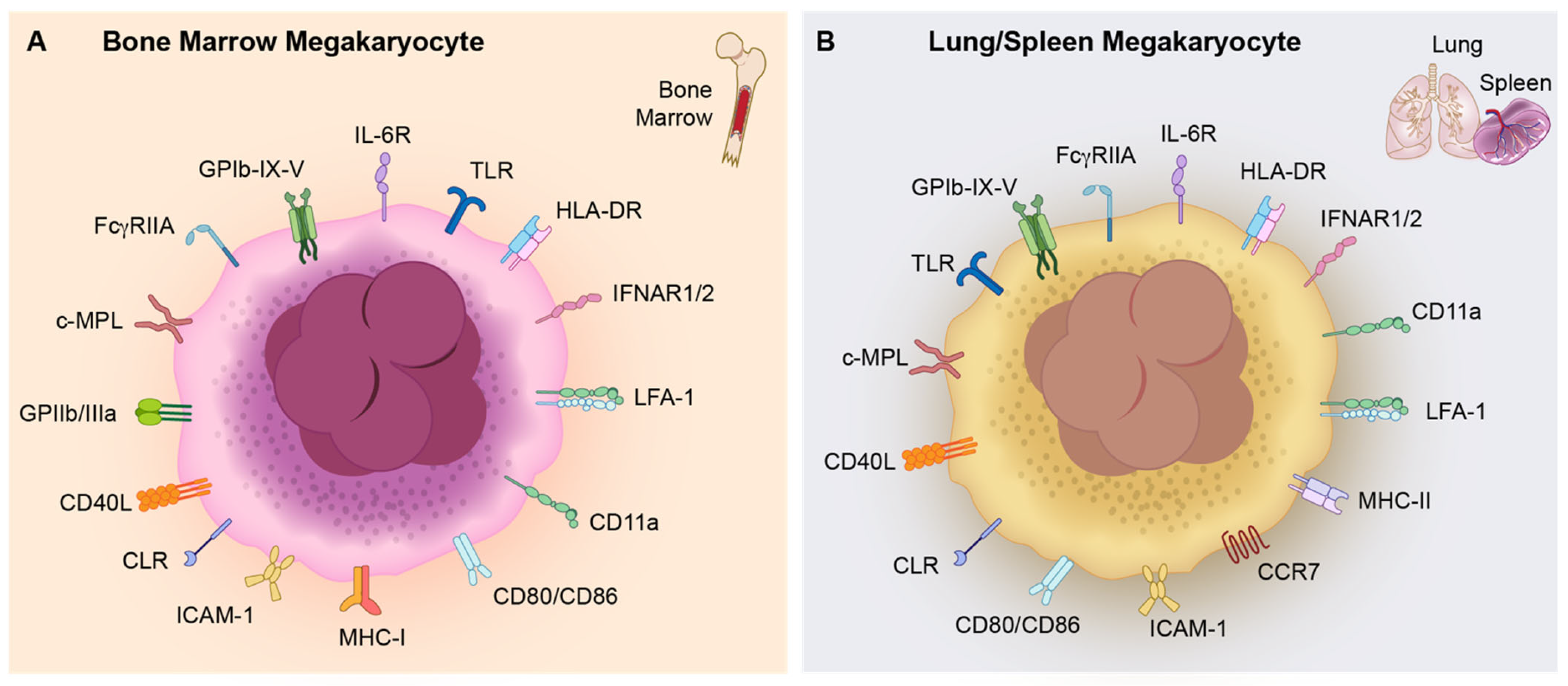 Ijms 26 11191 g002 Ijms 26 11191 g002