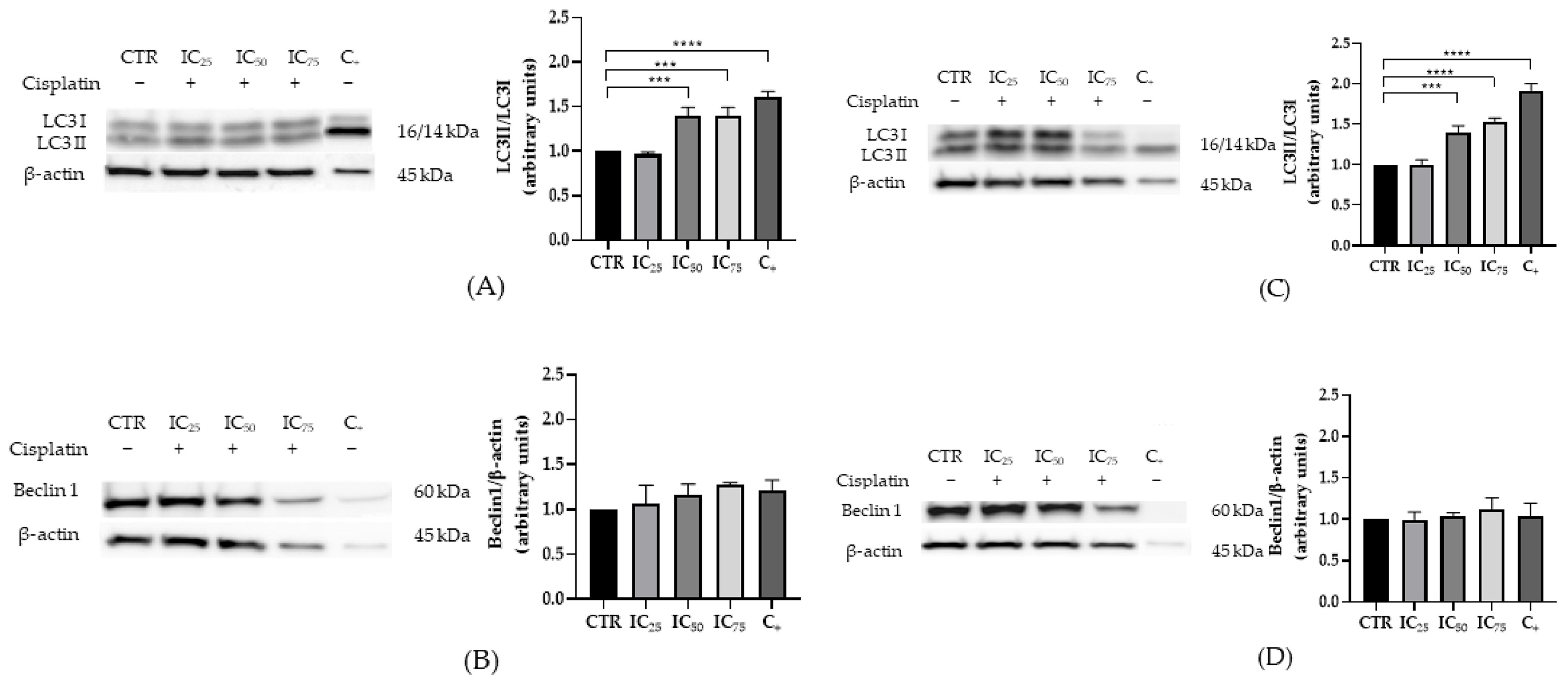 Ijms 26 11201 g003 Ijms 26 11201 g003