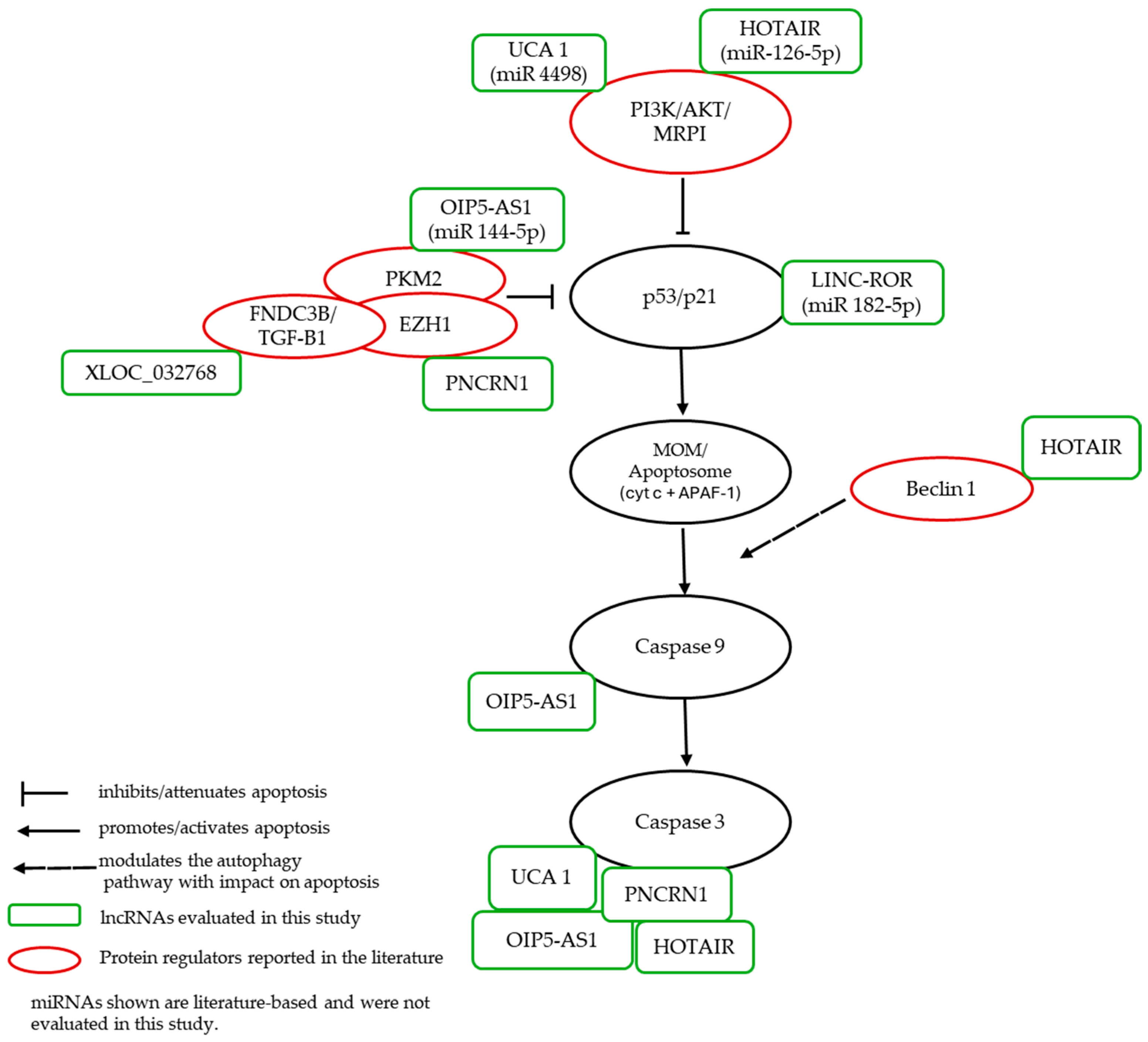 Ijms 26 11201 g006 Ijms 26 11201 g006