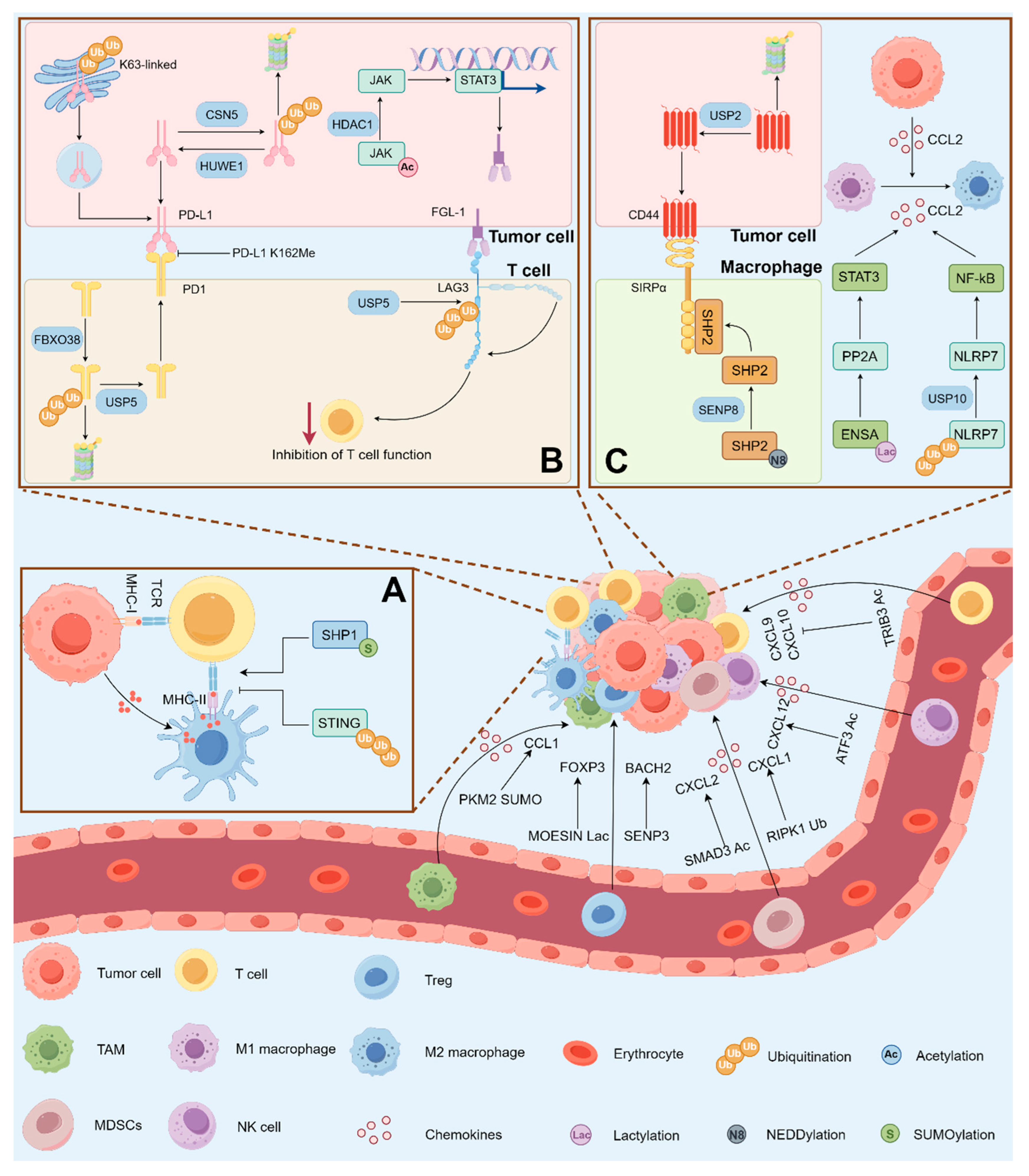 Non-Histone Lysine Modifications in Tumor Microenvironment