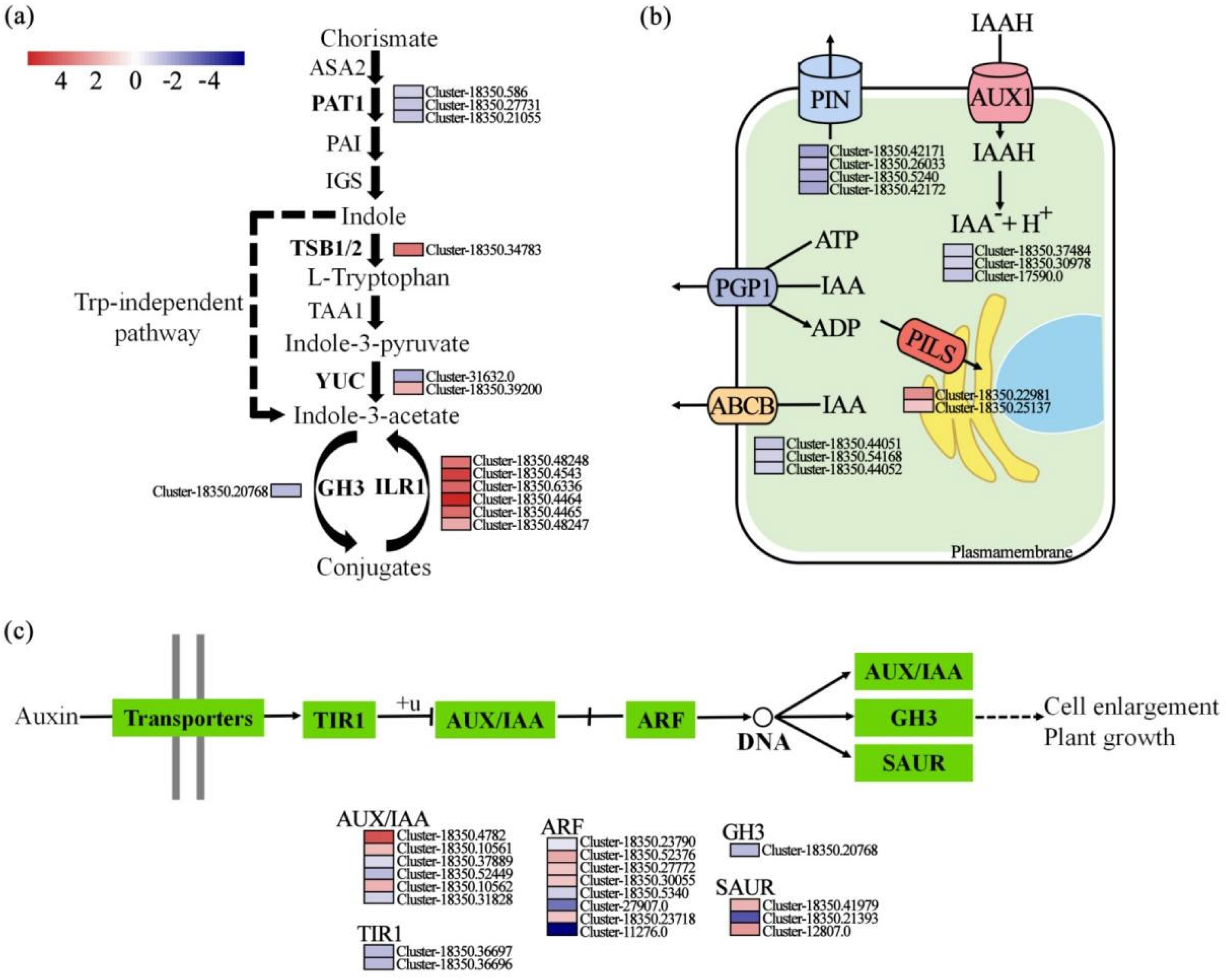 Ijms 26 11249 g004 Ijms 26 11249 g004
