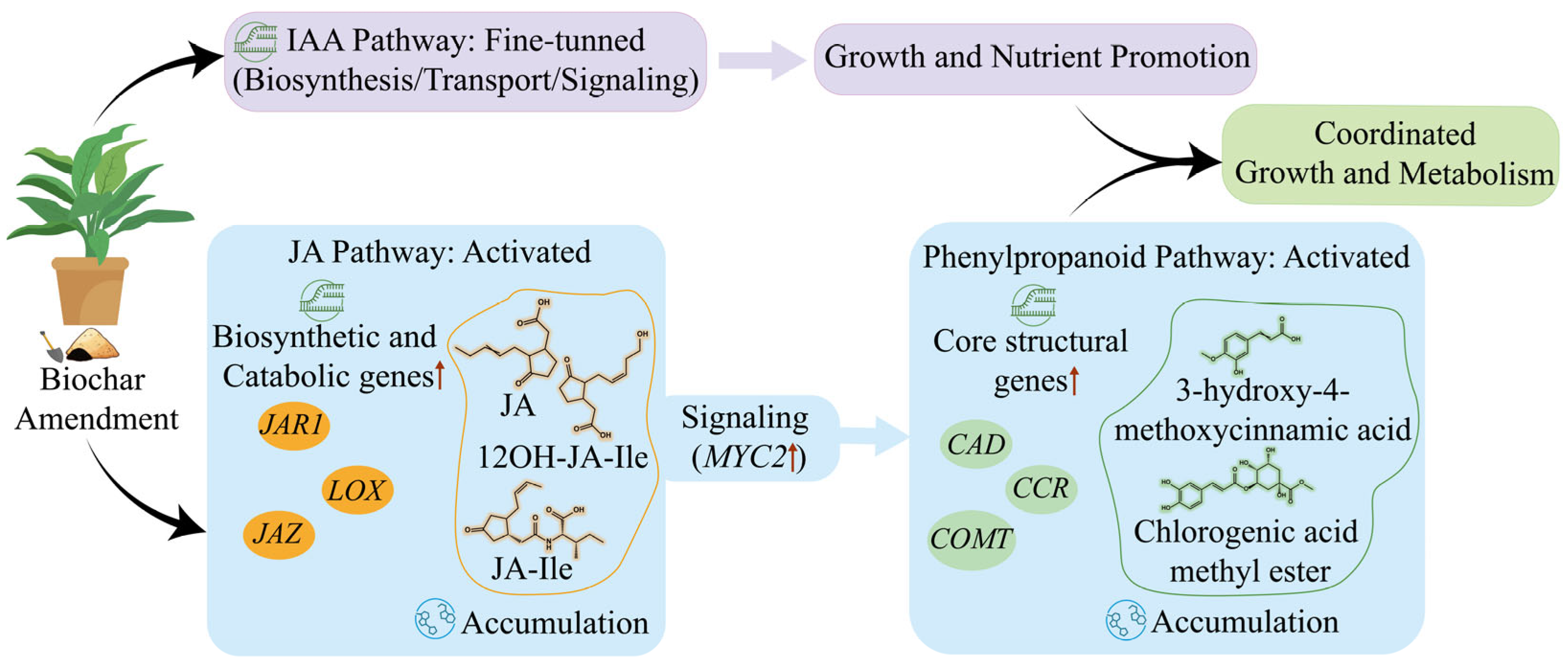 Ijms 26 11249 g007 Ijms 26 11249 g007