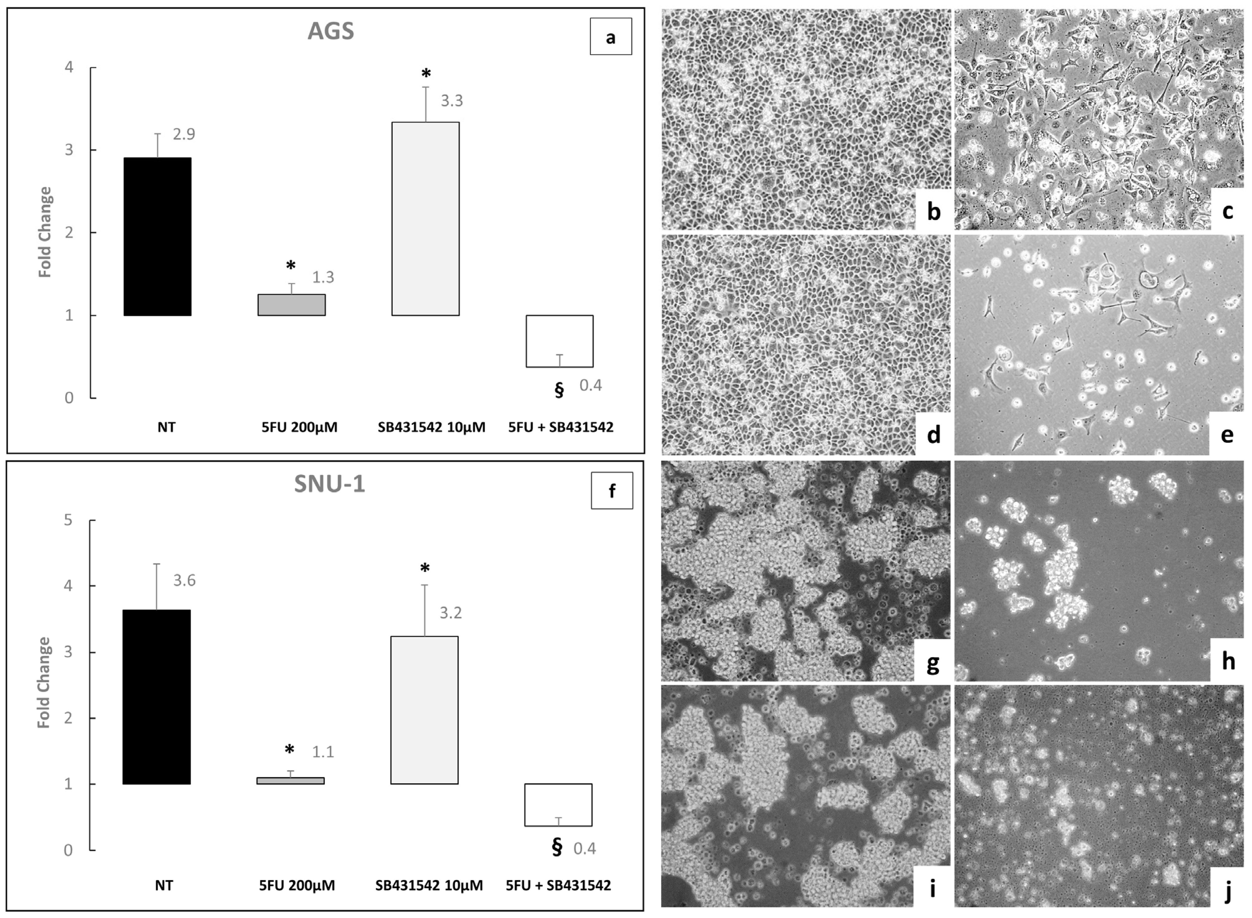Ijms 26 11250 g005 Ijms 26 11250 g005