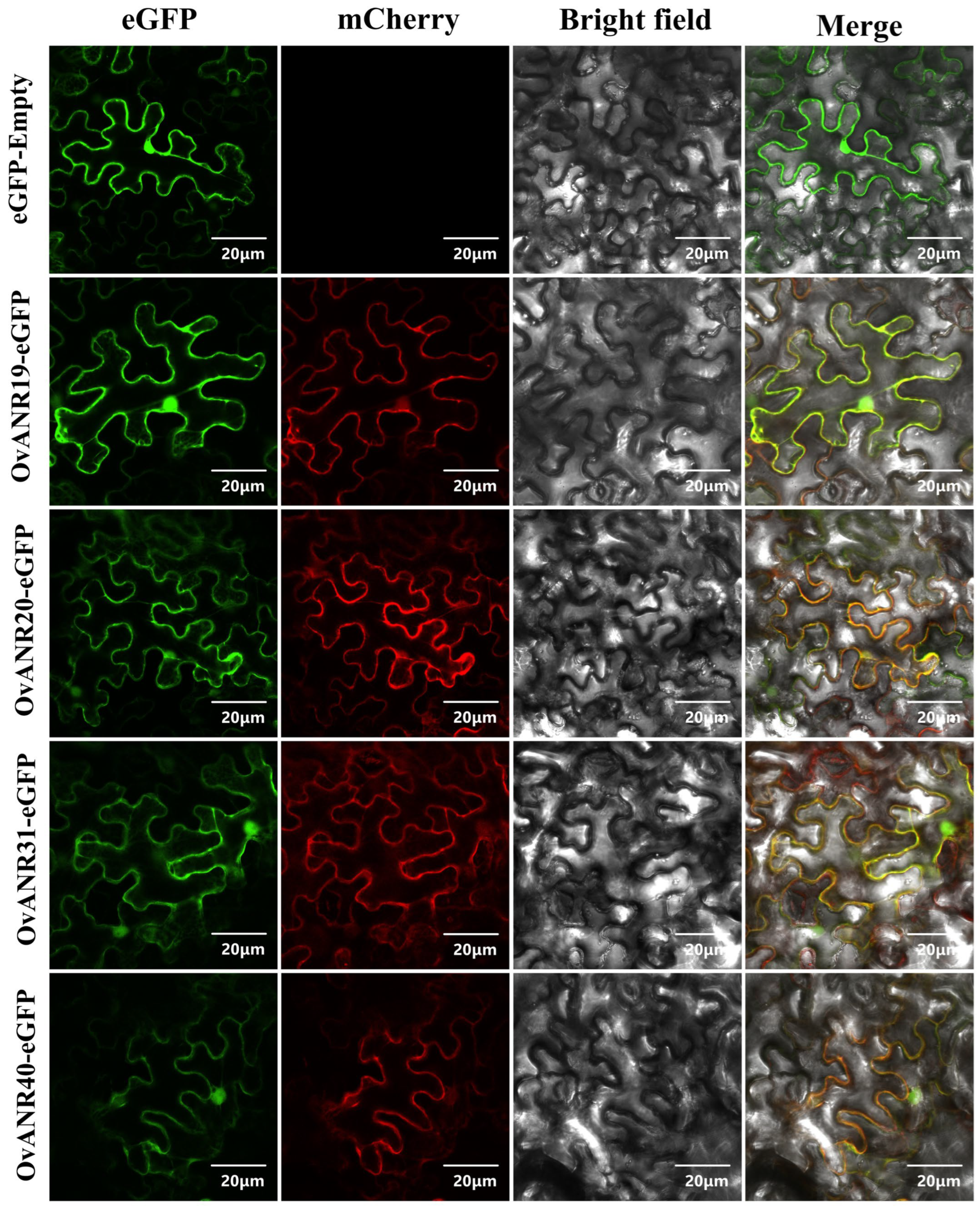 Ijms 26 11256 g008 Ijms 26 11256 g008