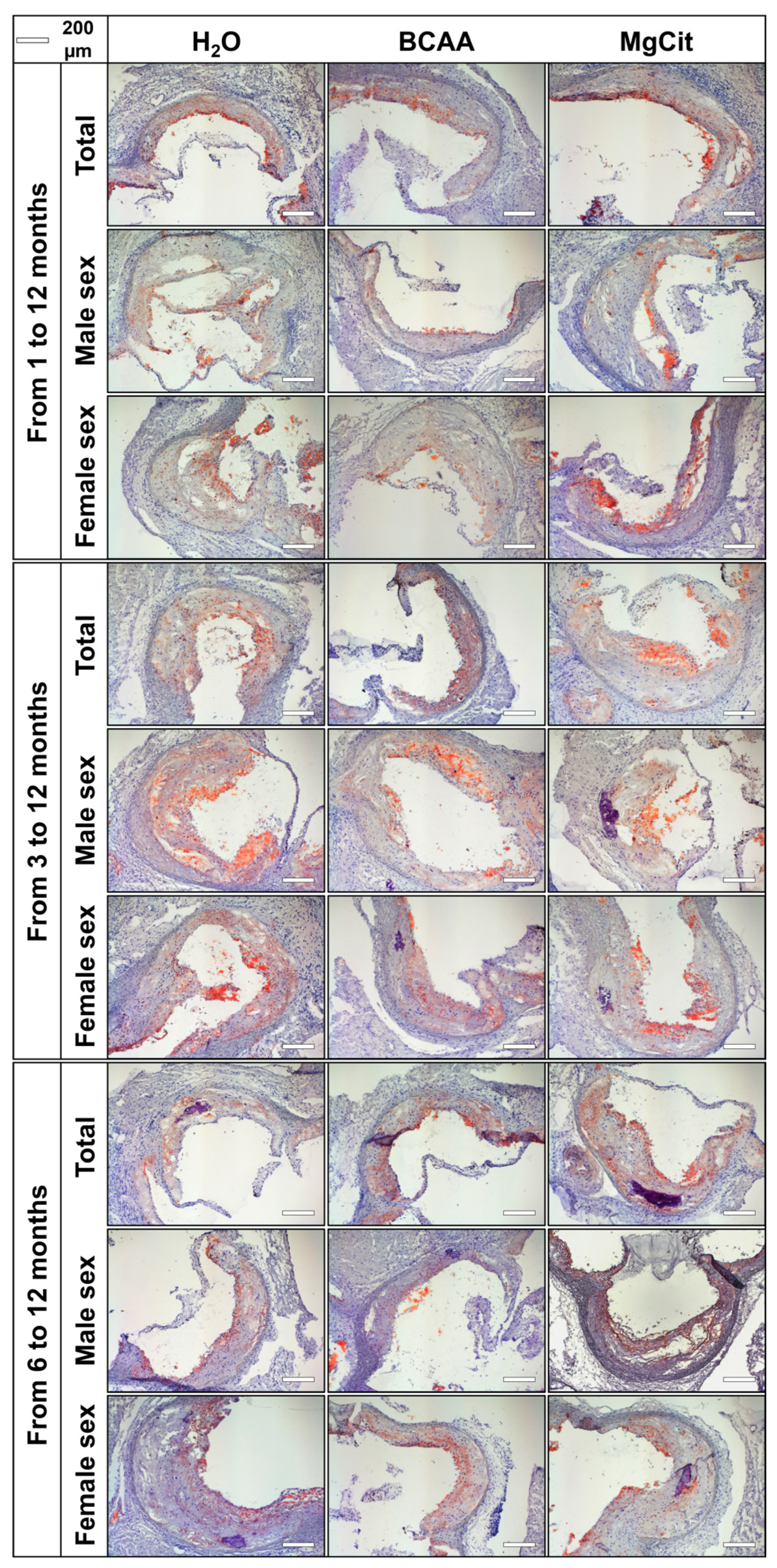 Ijms 26 11259 g002 Ijms 26 11259 g002