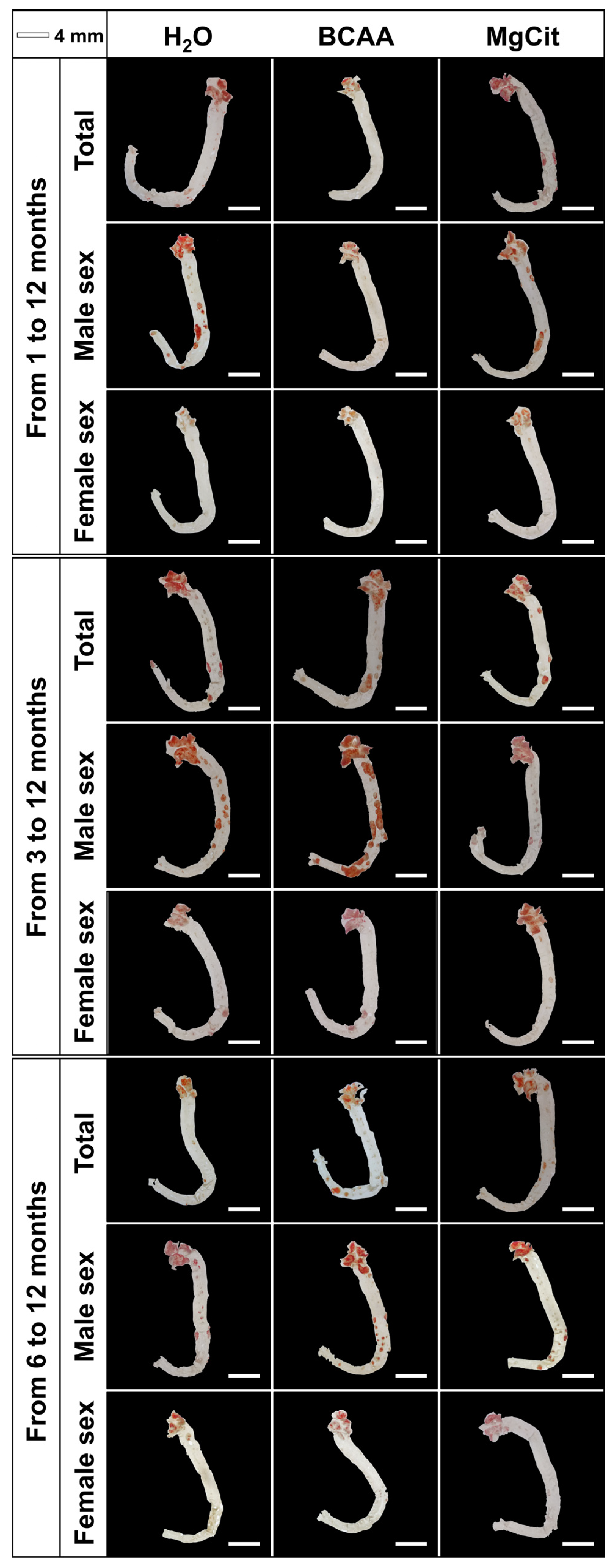 Ijms 26 11259 g004 Ijms 26 11259 g004