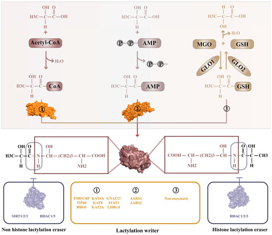 Targeting Lactylation for Cancer: Mechanisms, Effects, and