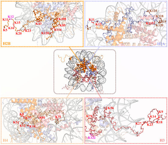 Targeting Lactylation for Cancer: Mechanisms, Effects, and