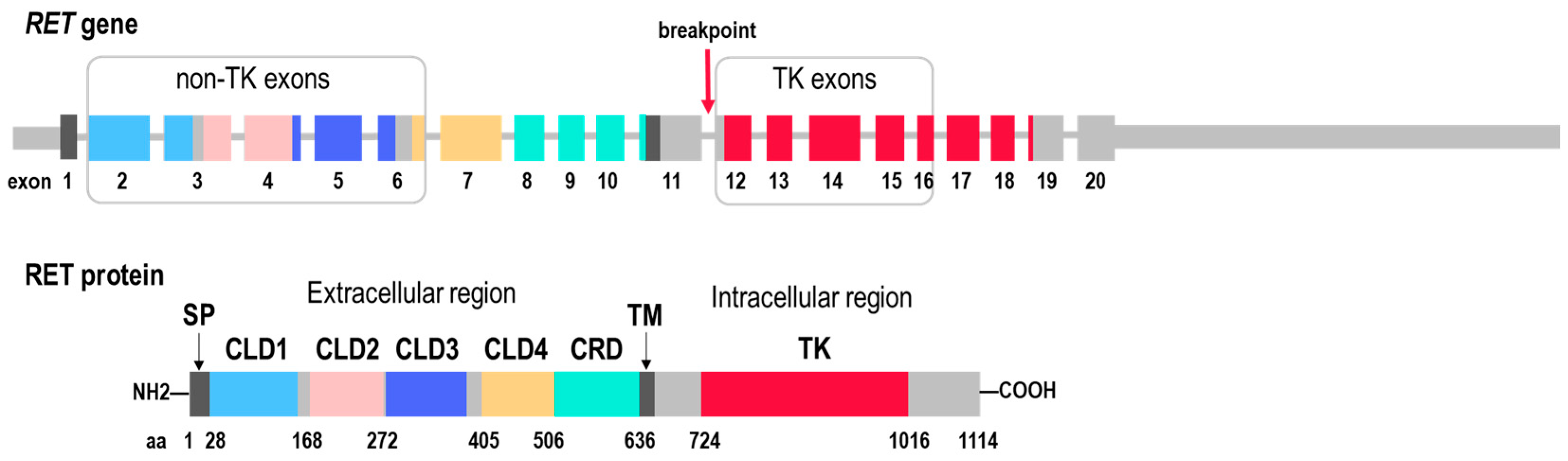 Ijms 26 11300 g001 Ijms 26 11300 g001