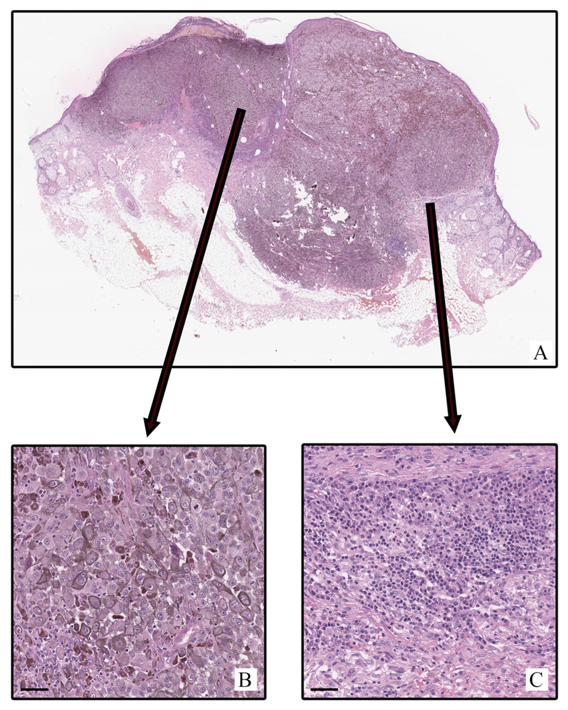 Ijms 26 11313 g001 Ijms 26 11313 g001