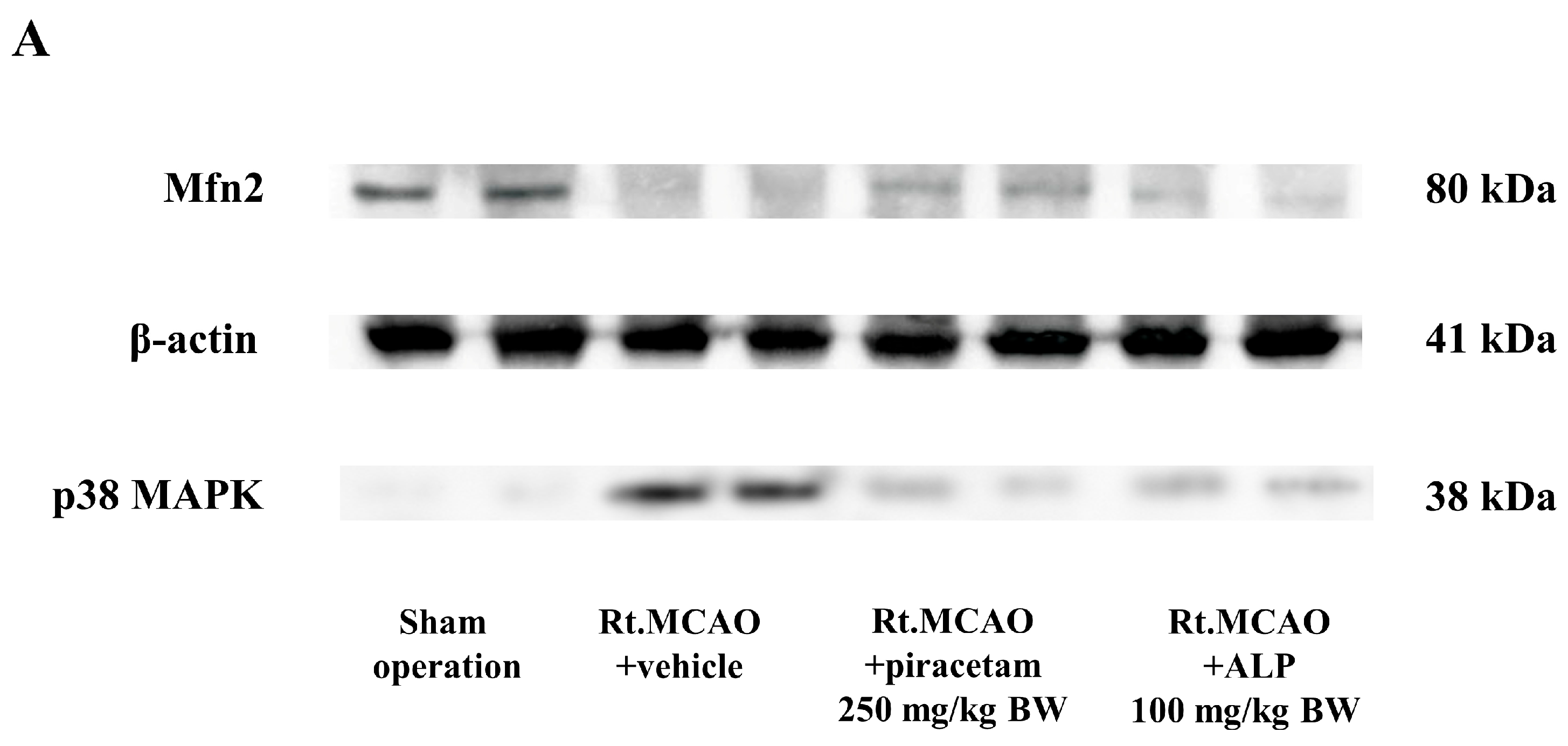 Ijms 26 11329 g007a Ijms 26 11329 g007a