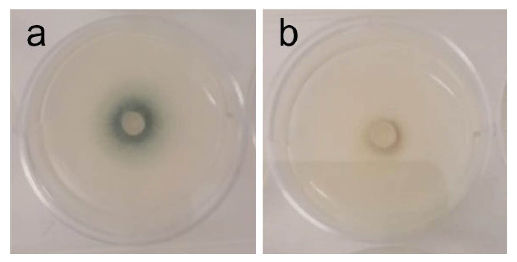 Ijms 26 11358 g003 Ijms 26 11358 g003