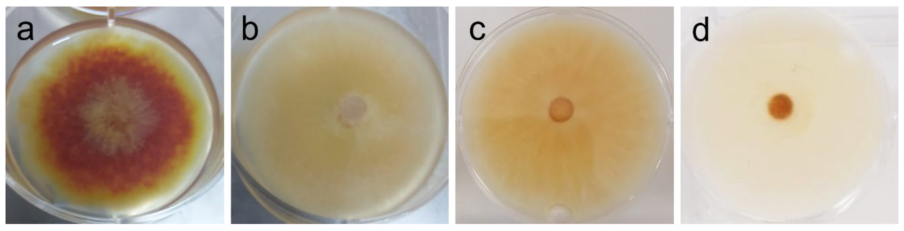 Ijms 26 11358 g004 Ijms 26 11358 g004