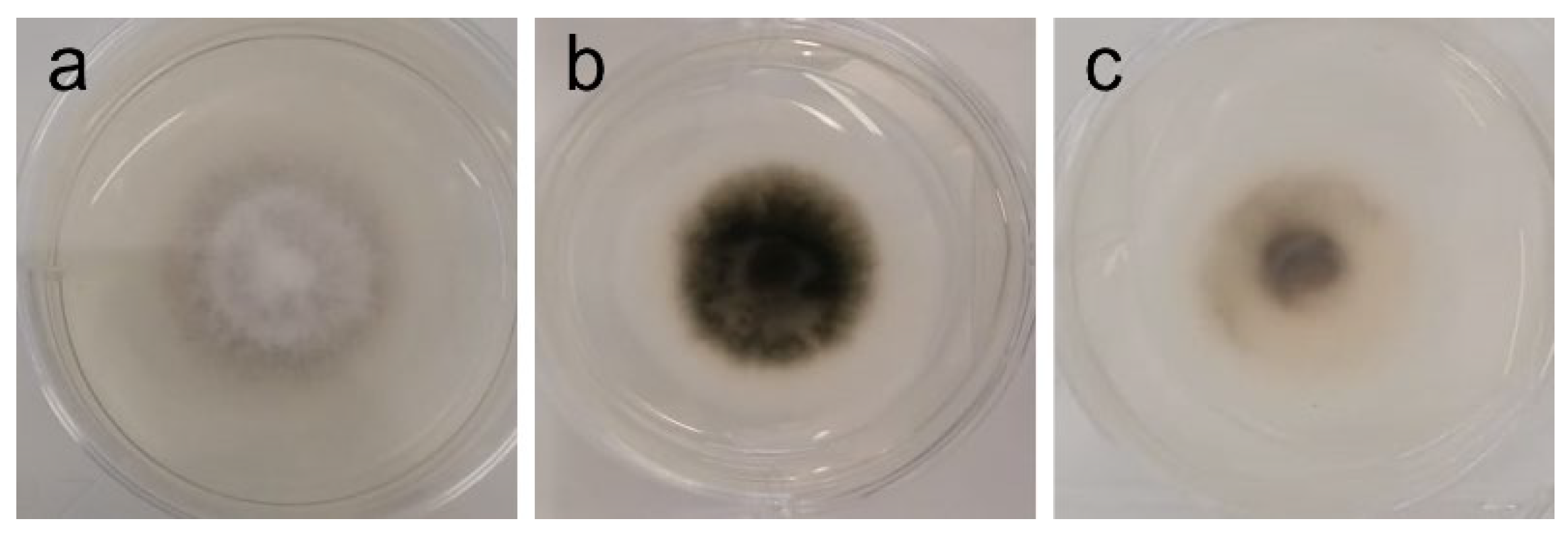 Ijms 26 11358 g005 Ijms 26 11358 g005