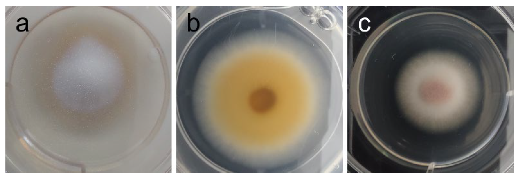 Ijms 26 11358 g006 Ijms 26 11358 g006