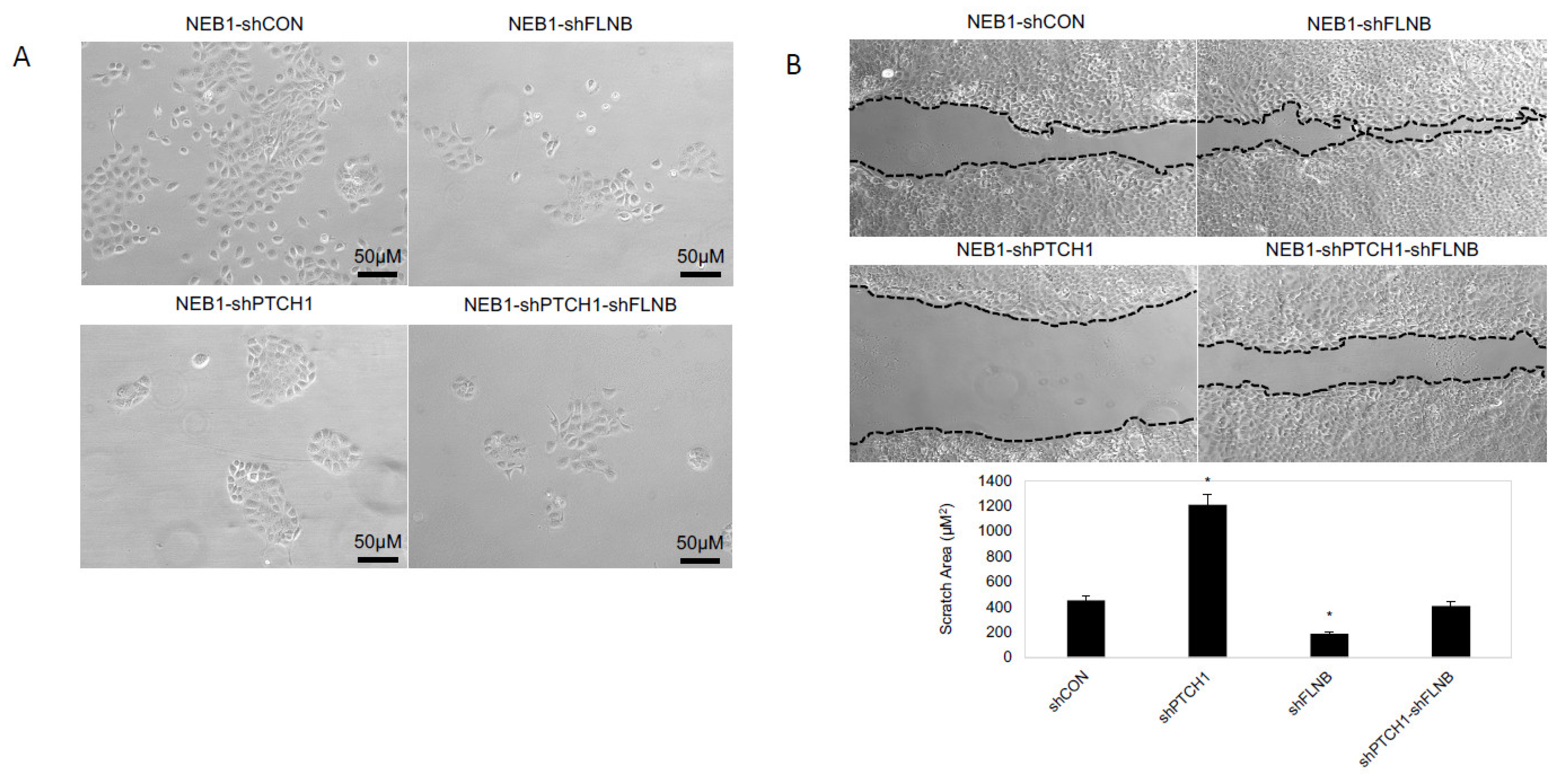 Ijms 26 11377 g005 Ijms 26 11377 g005