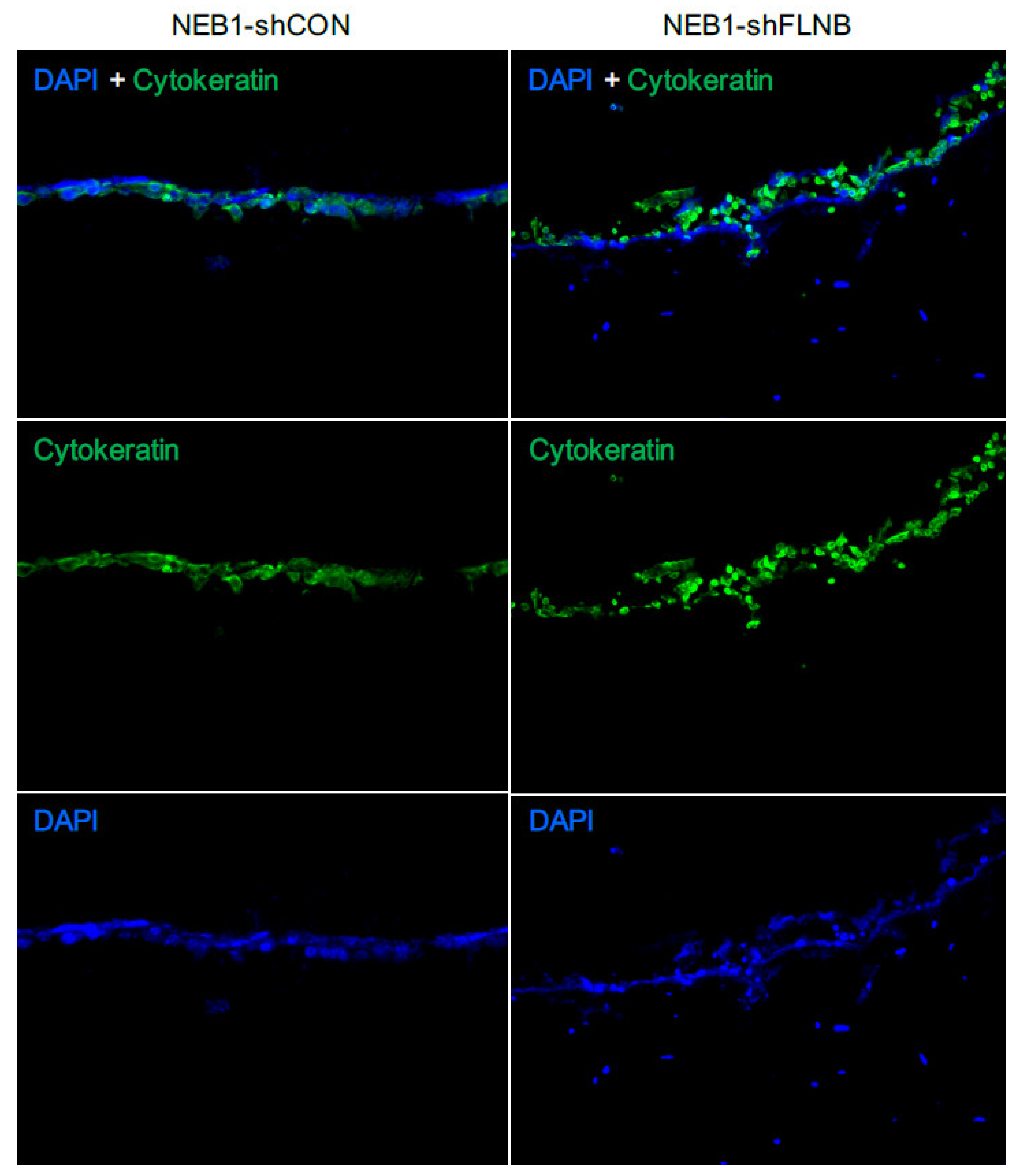 Ijms 26 11377 g006 Ijms 26 11377 g006