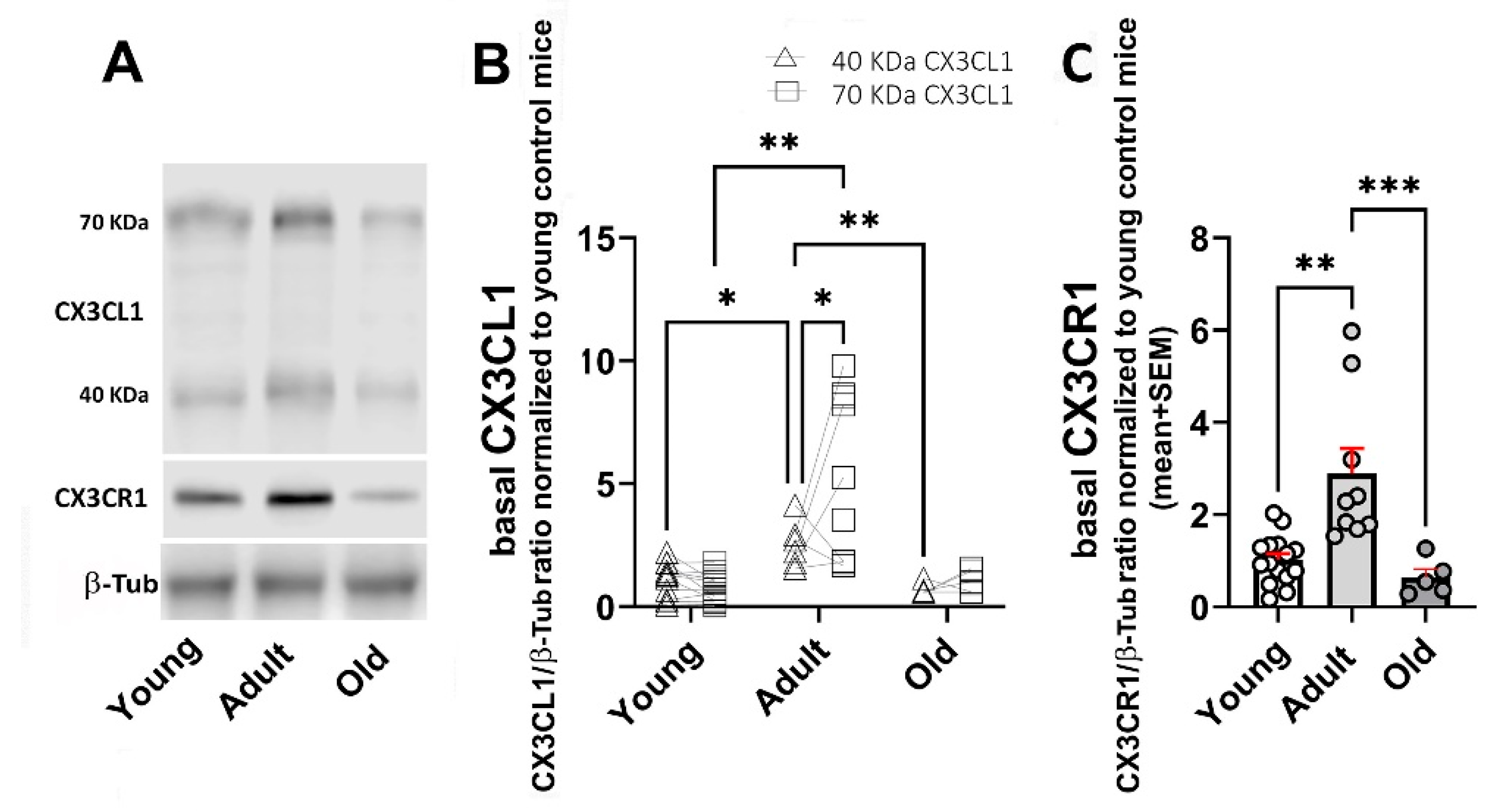 Ijms 26 11378 g002 Ijms 26 11378 g002