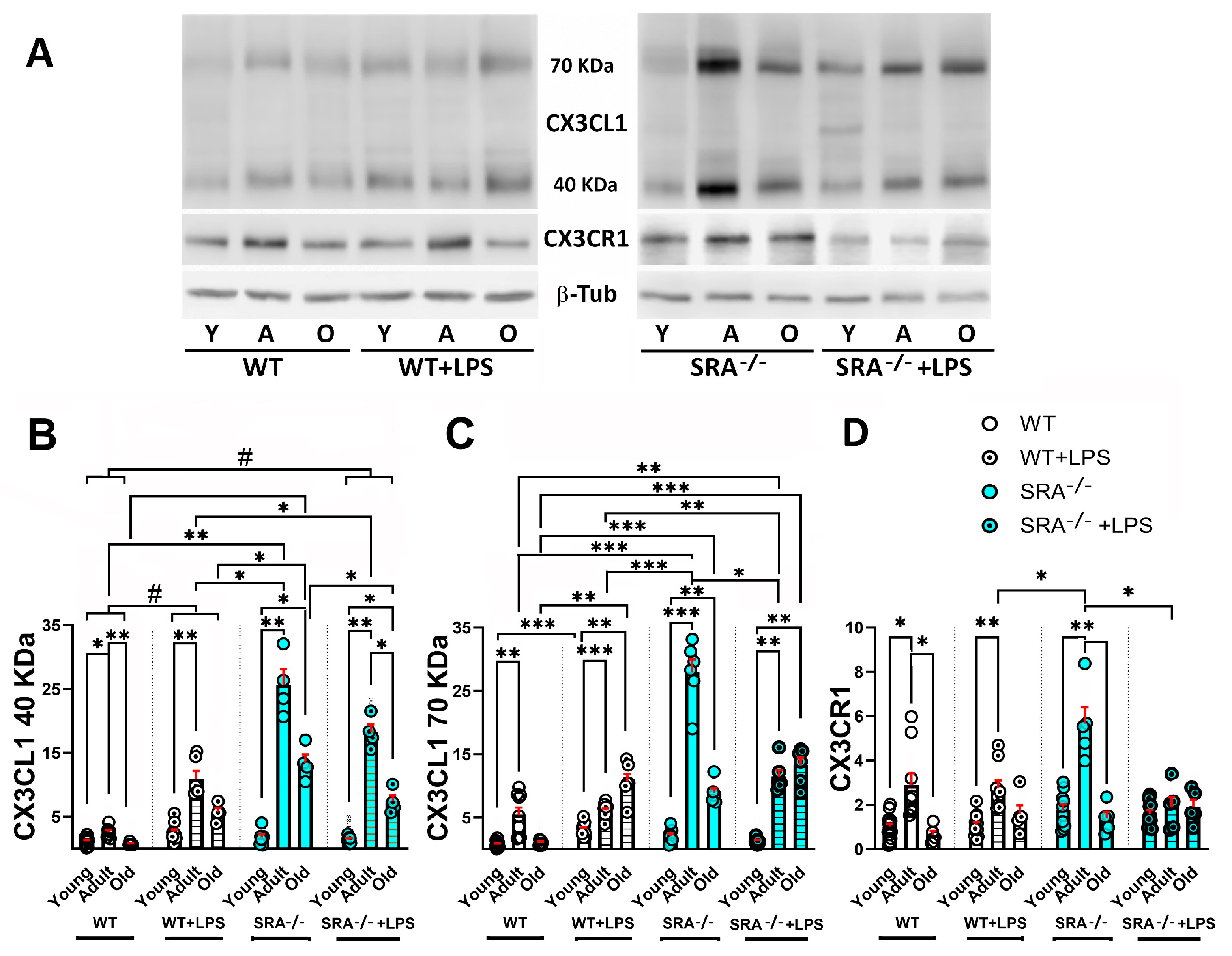 Ijms 26 11378 g004 Ijms 26 11378 g004
