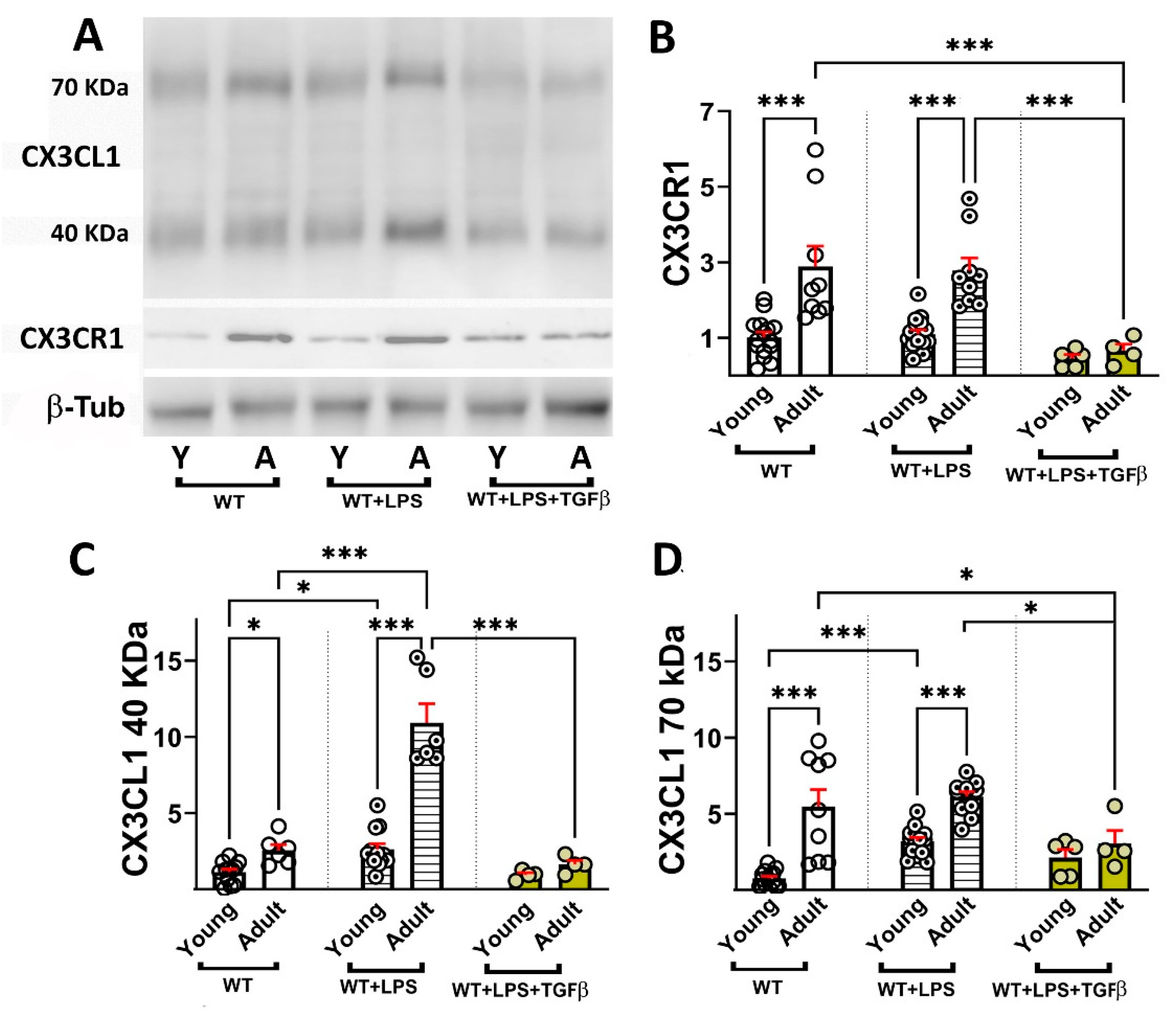 Ijms 26 11378 g005 Ijms 26 11378 g005