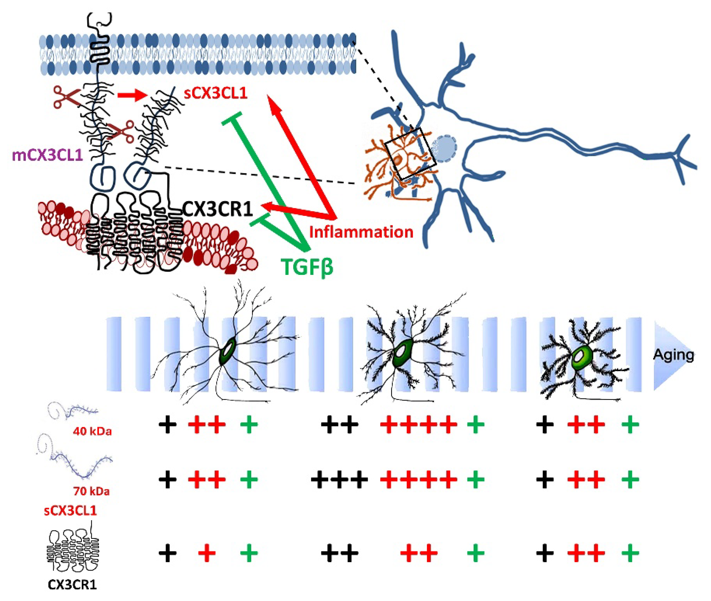Ijms 26 11378 g006 Ijms 26 11378 g006