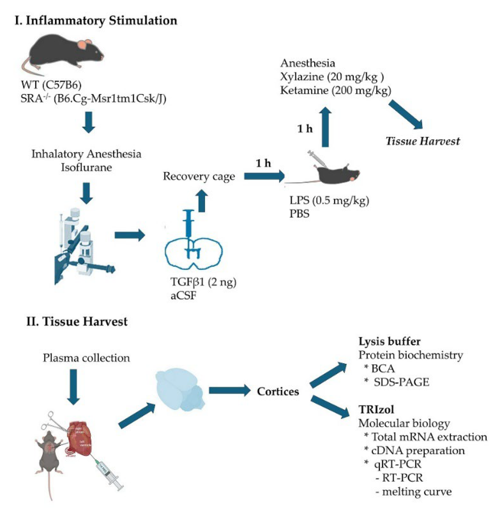 Ijms 26 11378 g007 Ijms 26 11378 g007