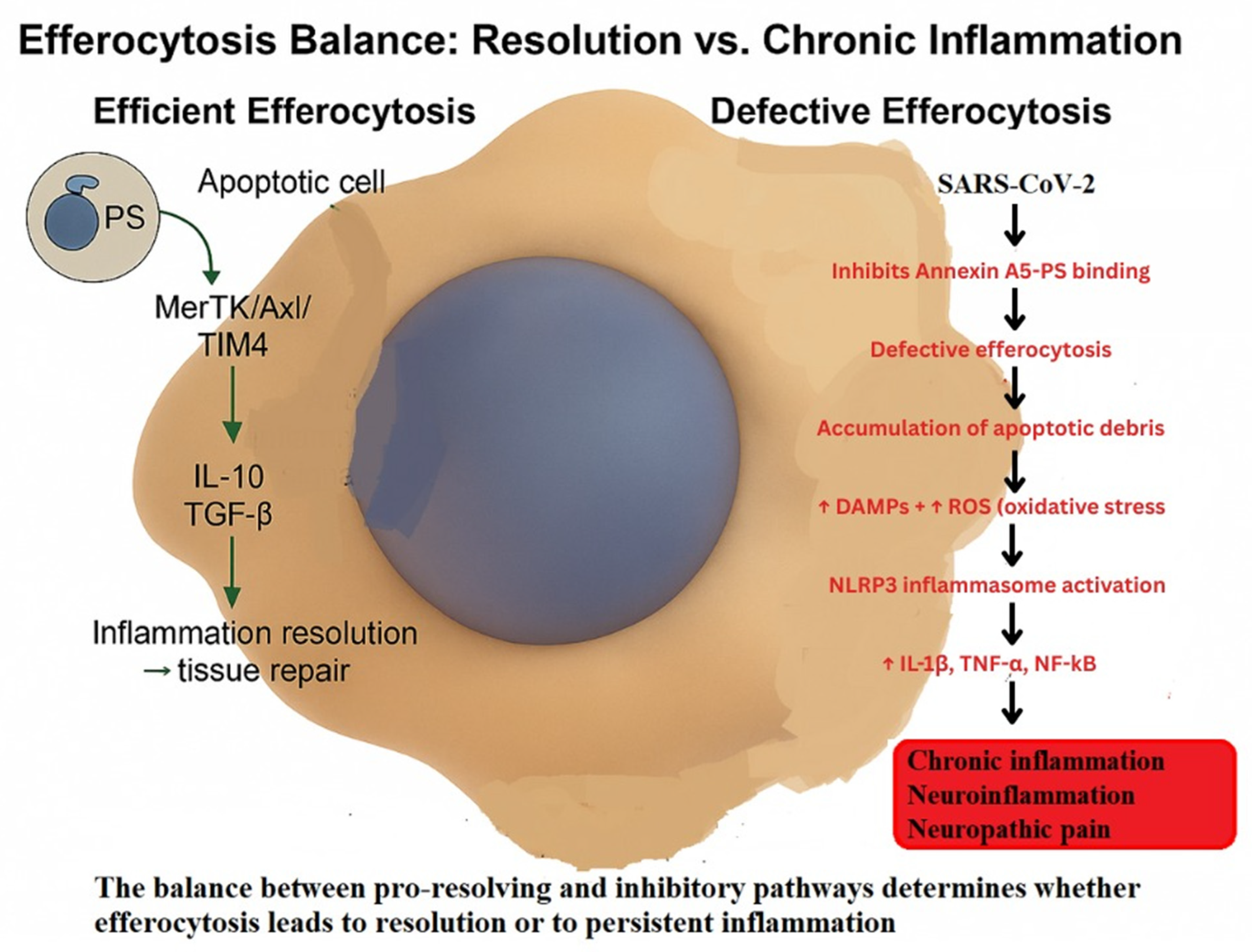 Ijms 26 11383 g002 Ijms 26 11383 g002