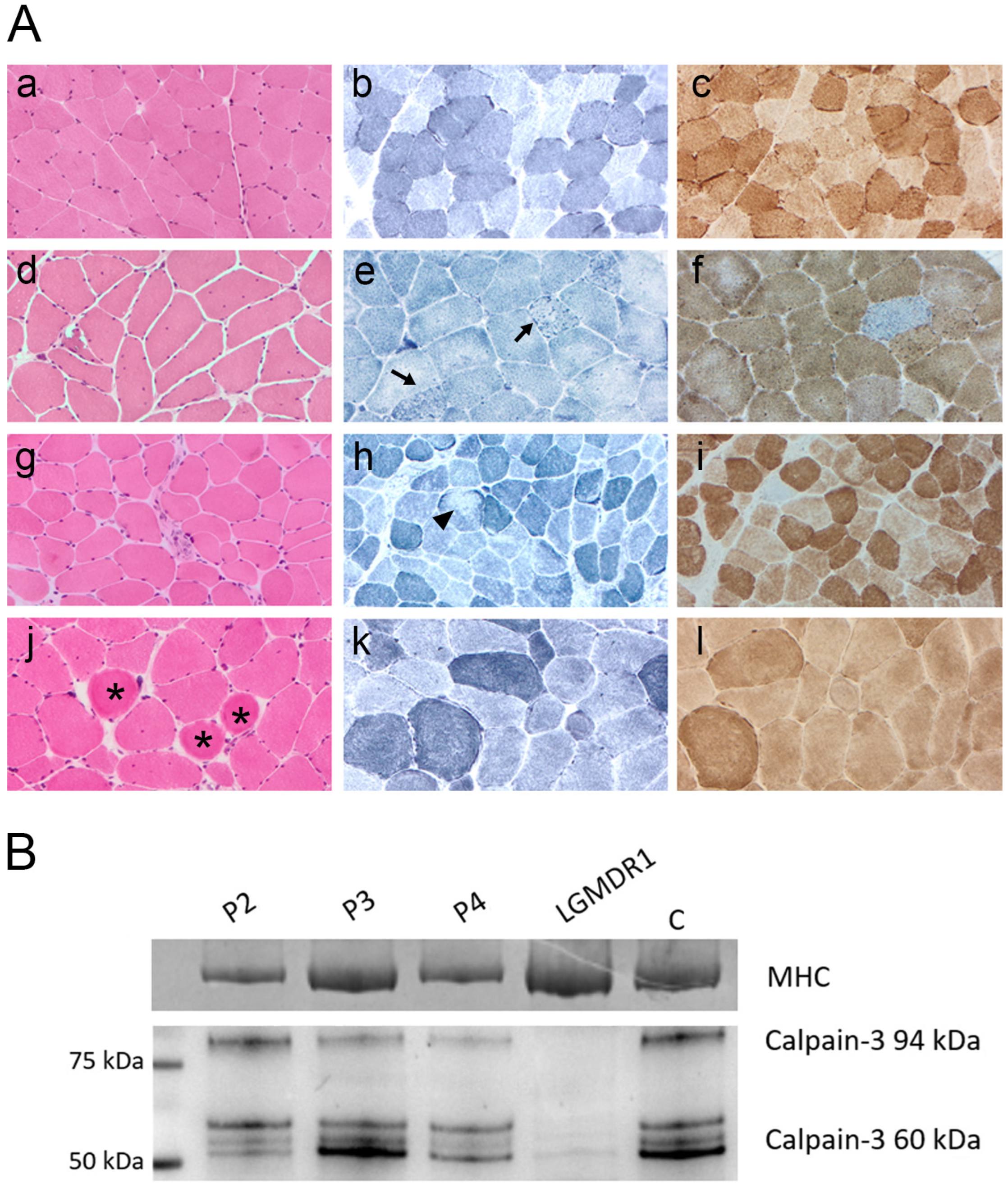 Ijms 26 11384 g001 Ijms 26 11384 g001