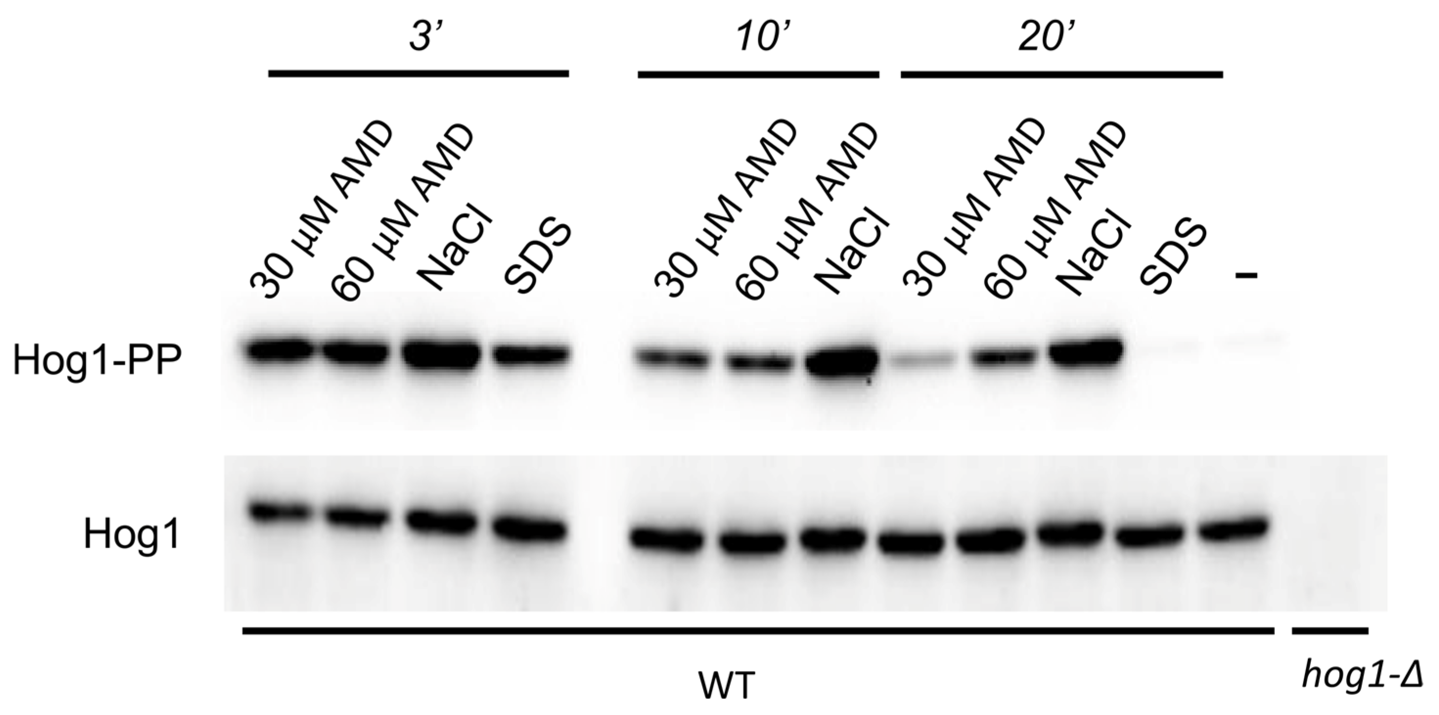 Ijms 26 11386 g004 Ijms 26 11386 g004