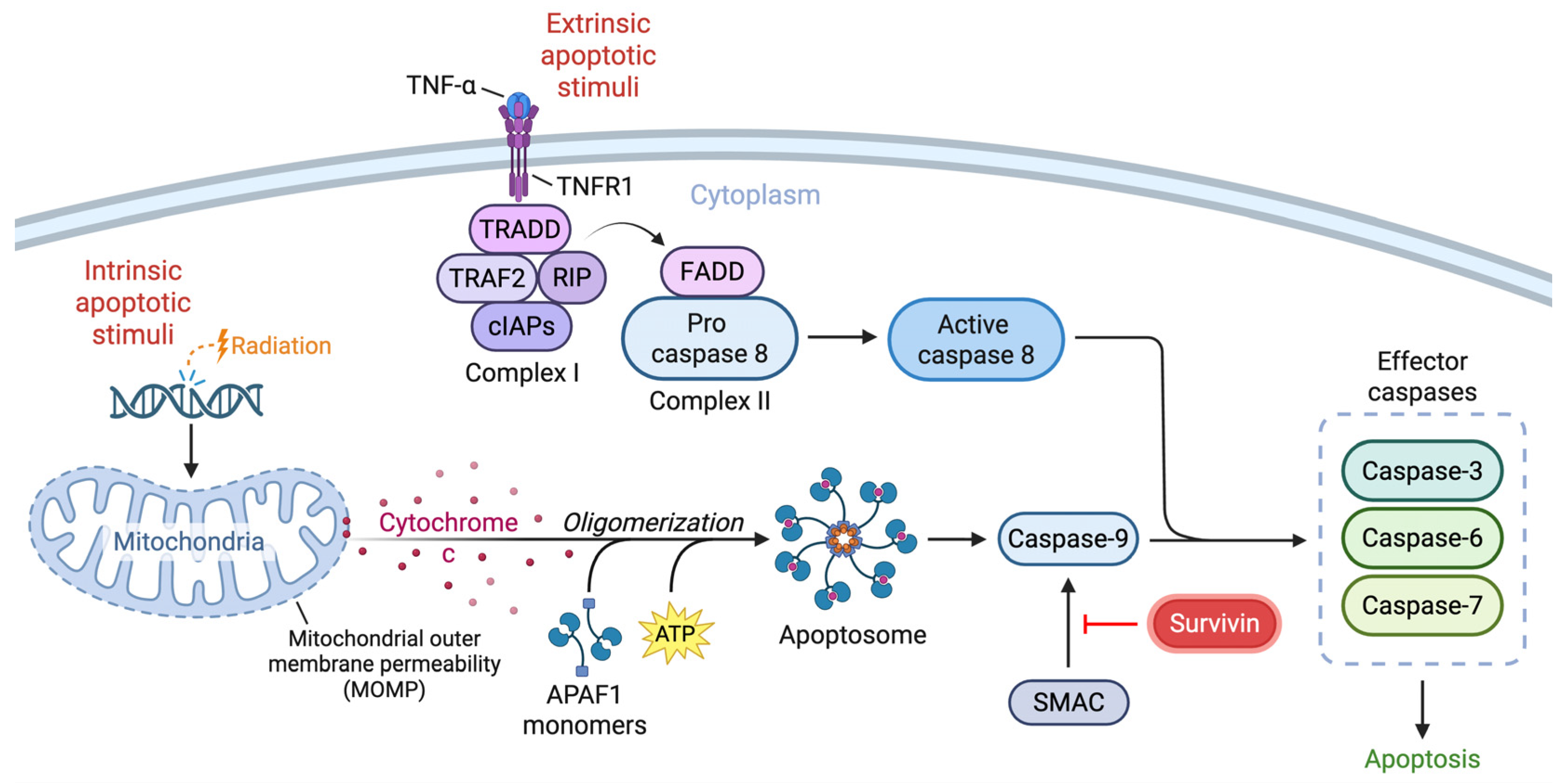 Ijms 26 11417 g001 Ijms 26 11417 g001