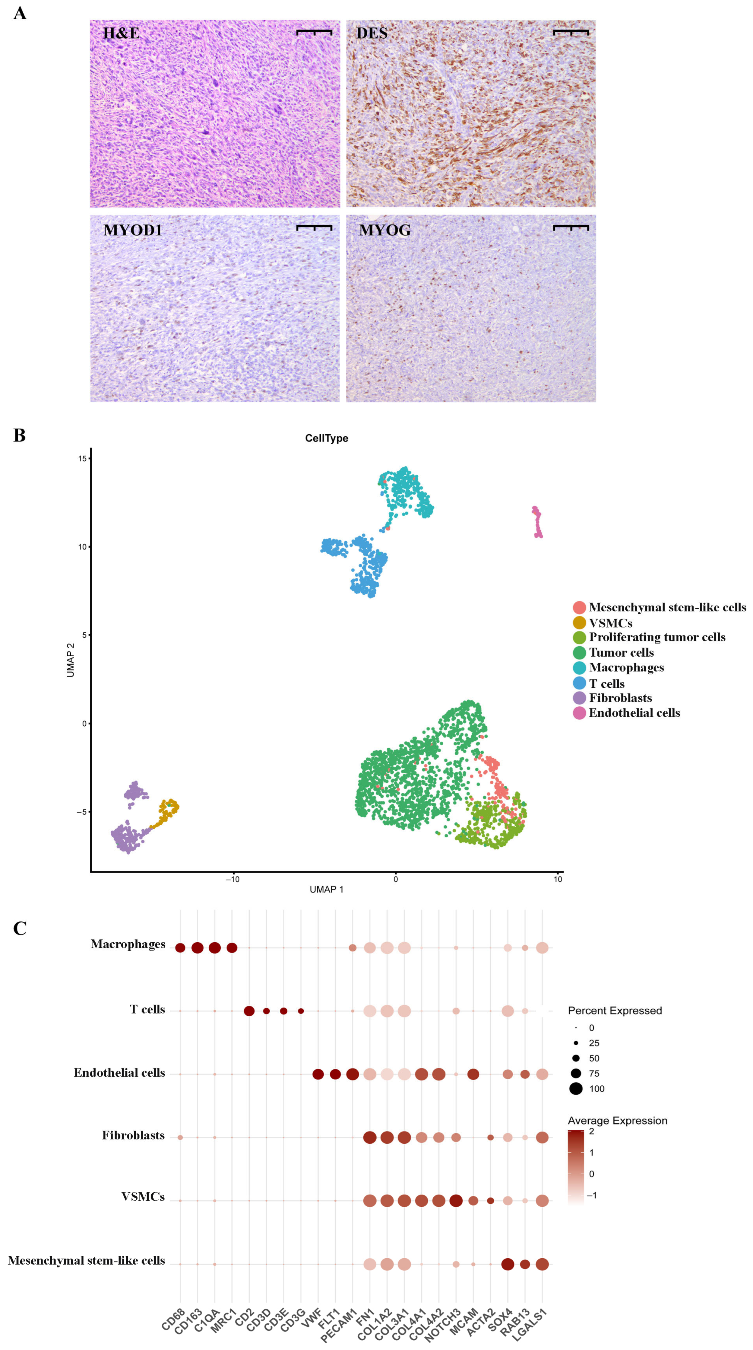 Ijms 26 11420 g001 Ijms 26 11420 g001