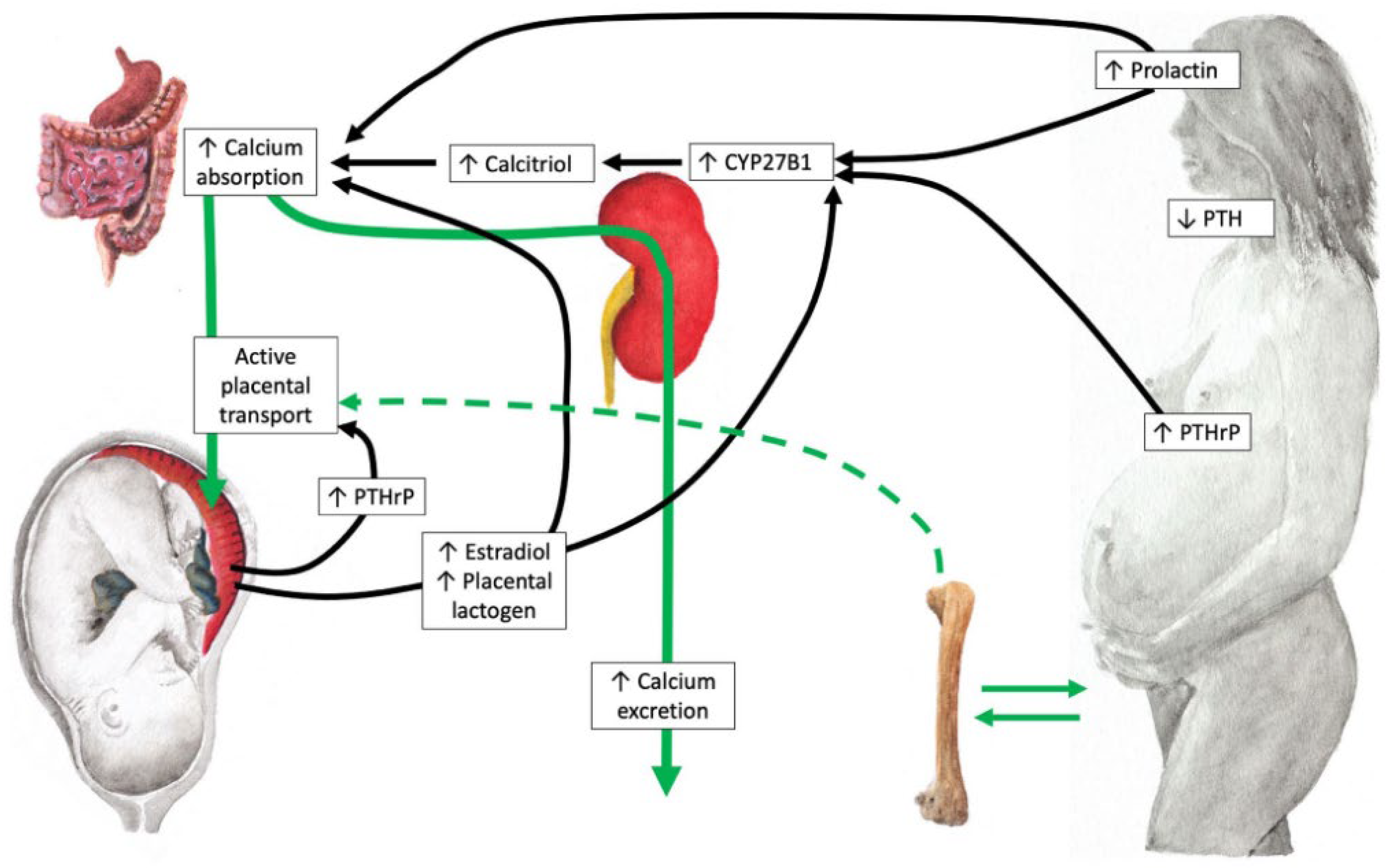 Ijms 26 11422 g001 Ijms 26 11422 g001