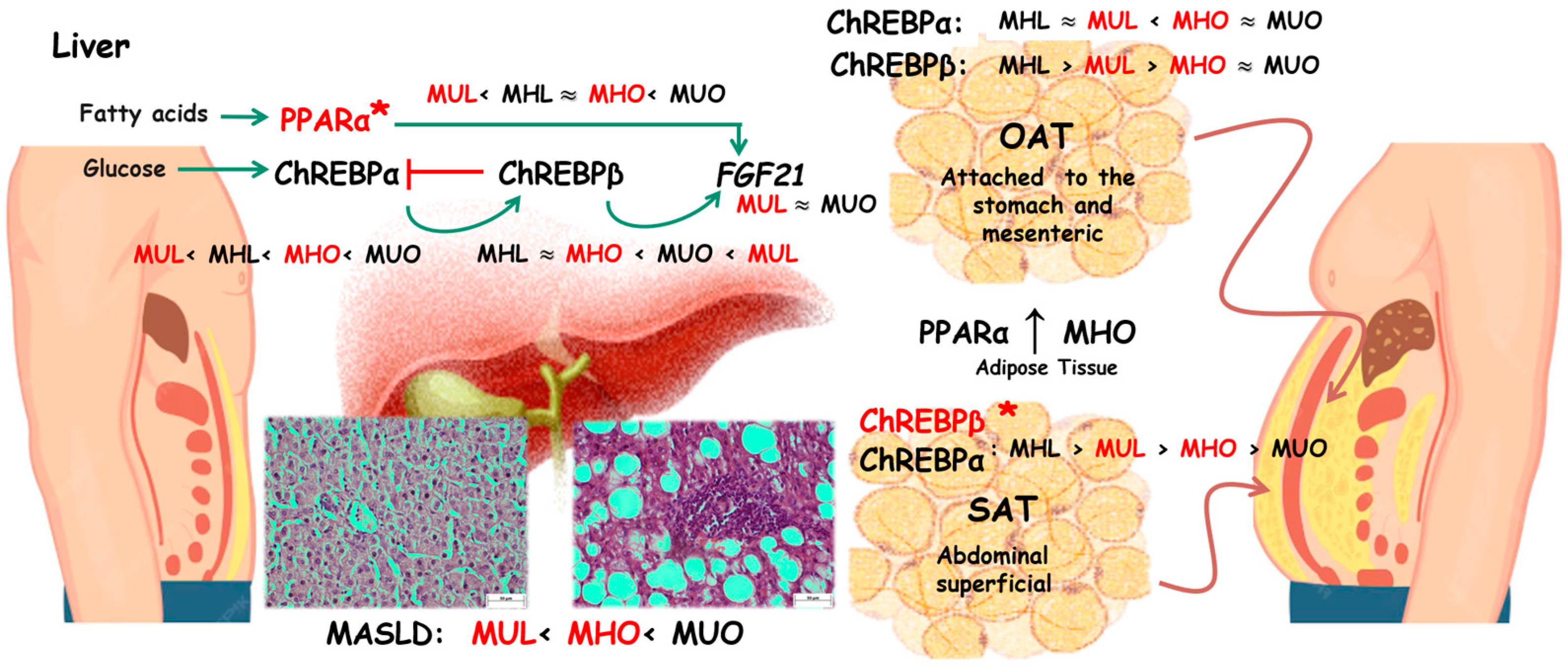 Ijms 26 11425 g005 Ijms 26 11425 g005