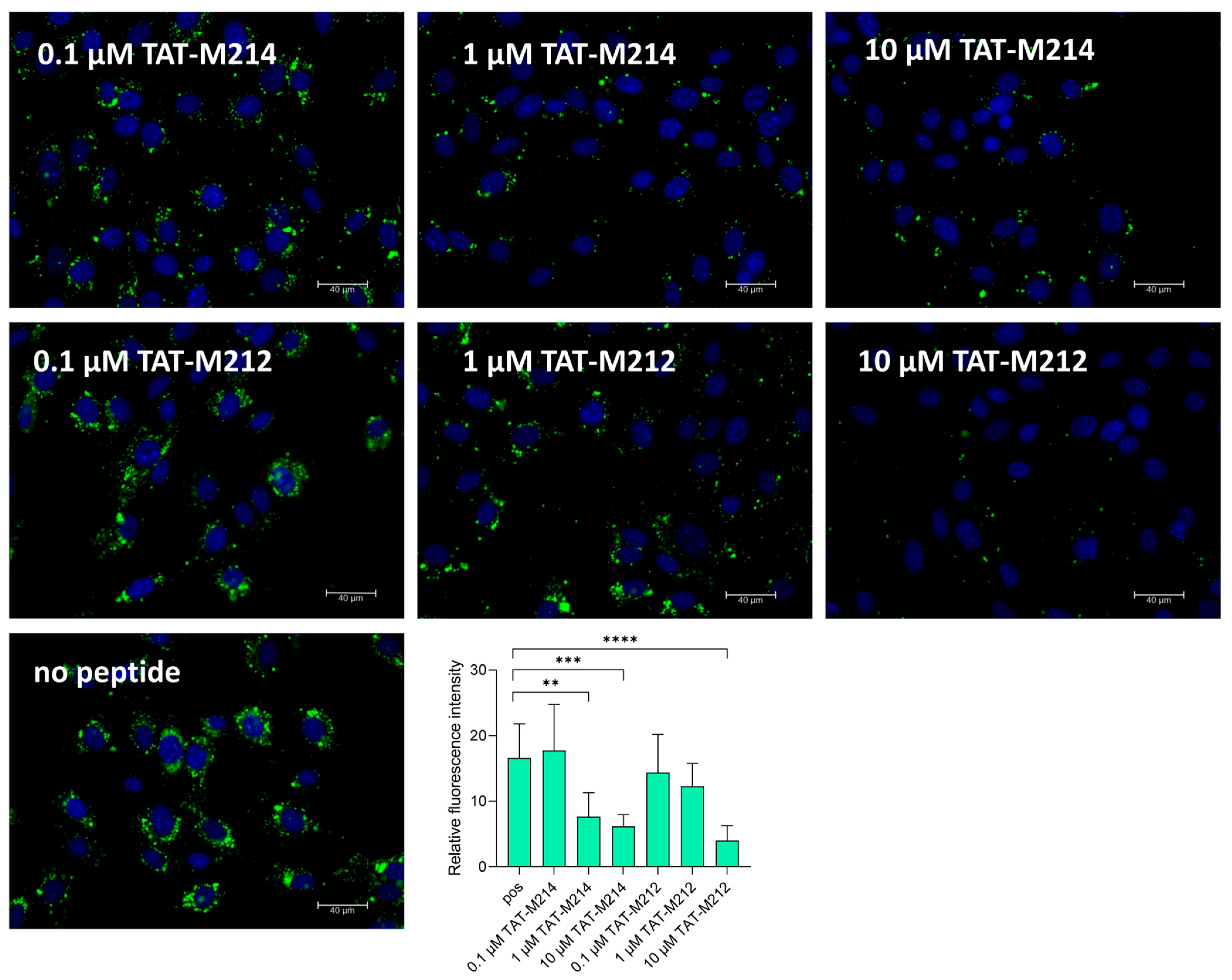 Ijms 26 11433 g003 Ijms 26 11433 g003