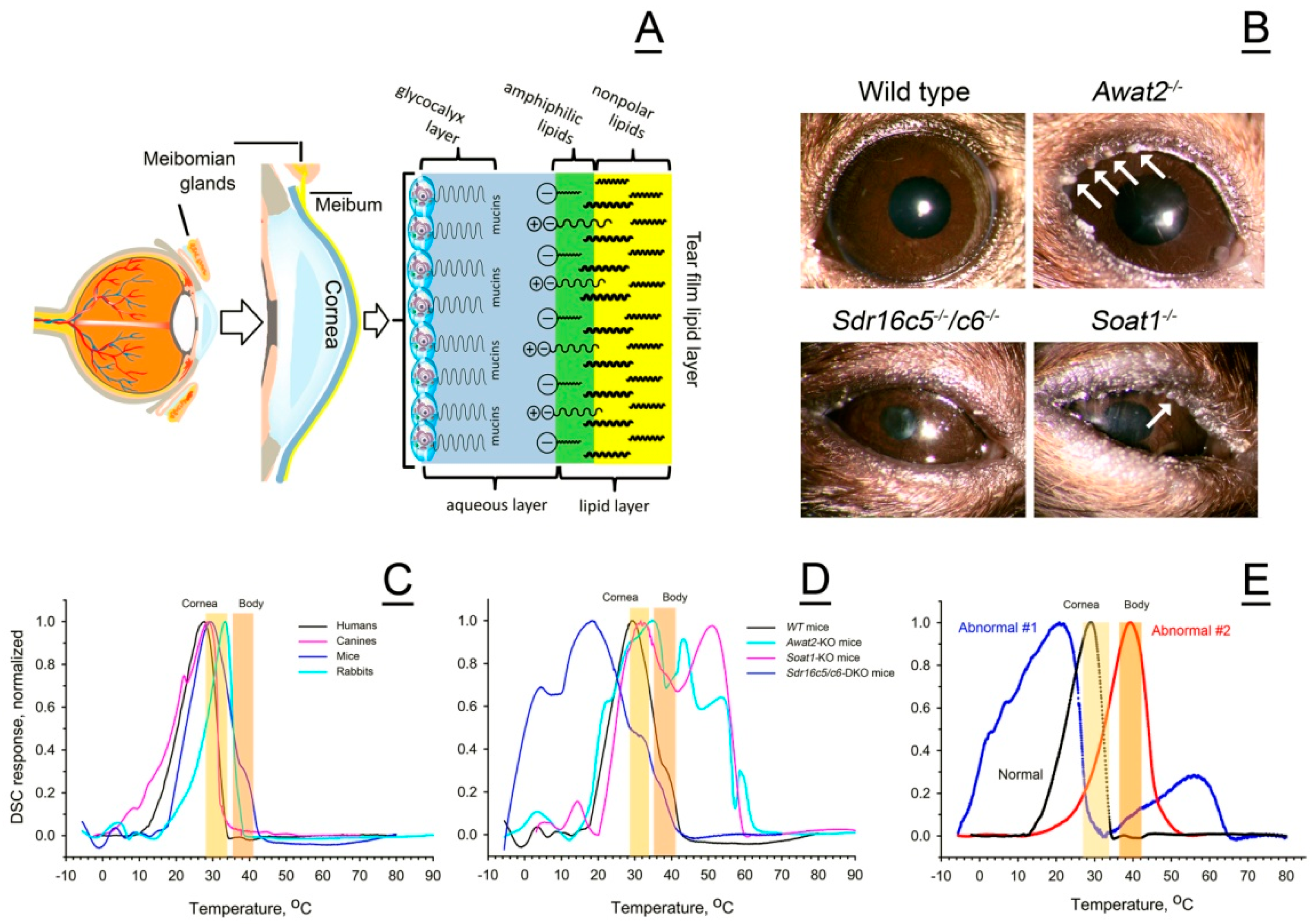 Ijms 26 11434 g011 Ijms 26 11434 g011
