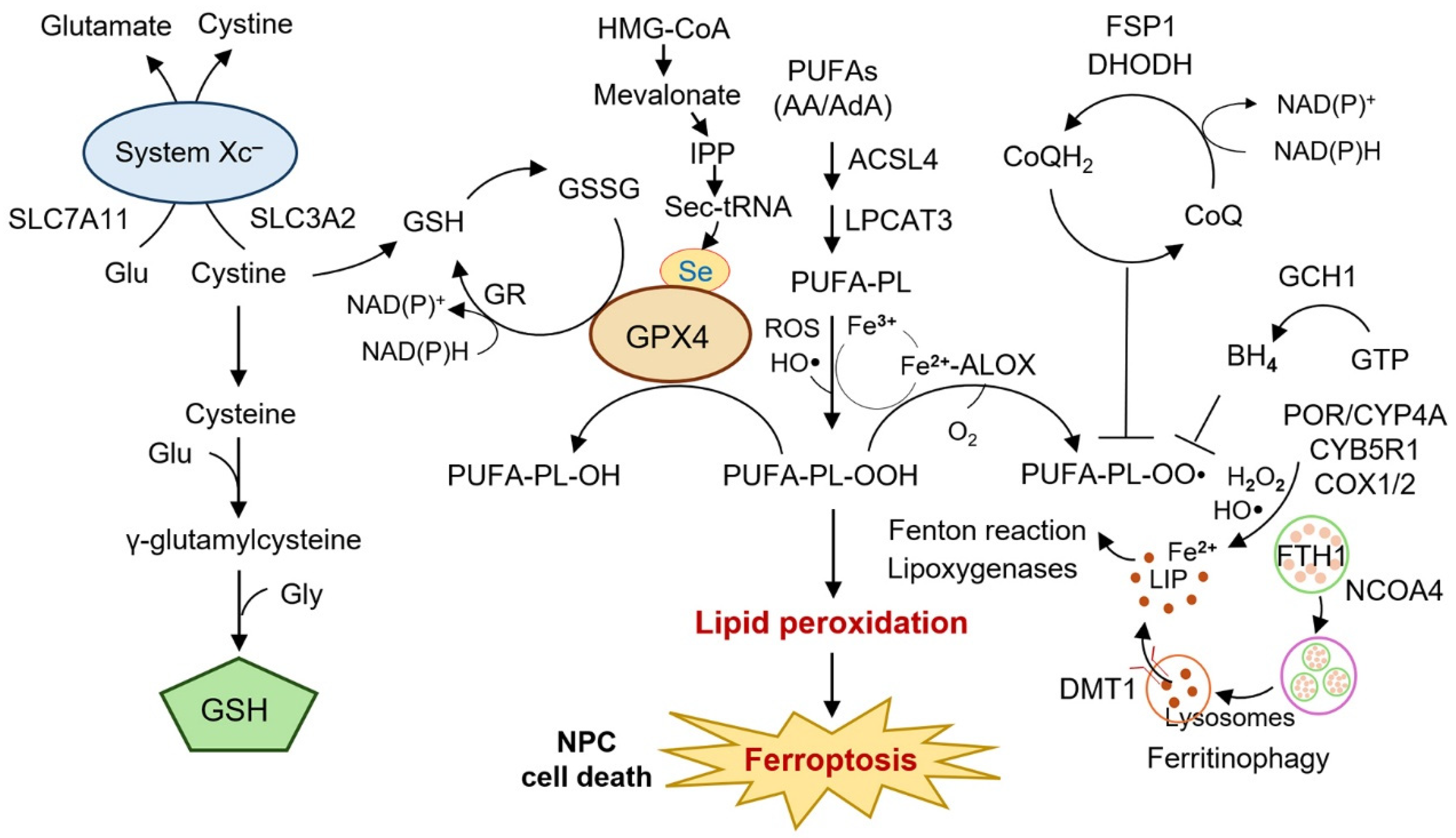 Ijms 26 11439 g002 Ijms 26 11439 g002