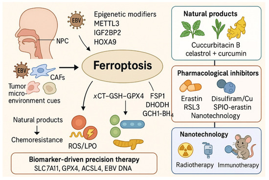 Targeting Ferroptosis in Nasopharyngeal Carcinoma: Mechanisms