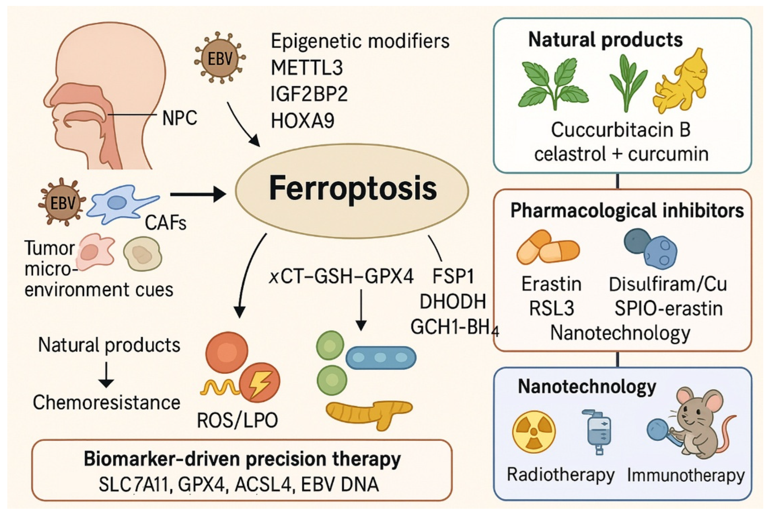 Ijms 26 11439 g003 Ijms 26 11439 g003