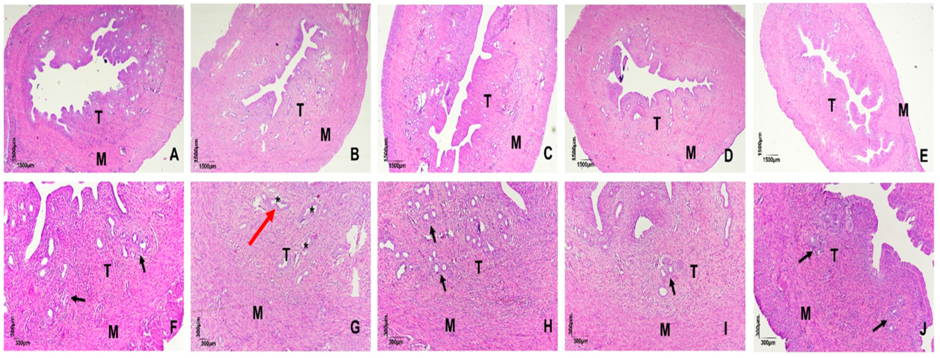 Ijms 26 11440 g002 Ijms 26 11440 g002