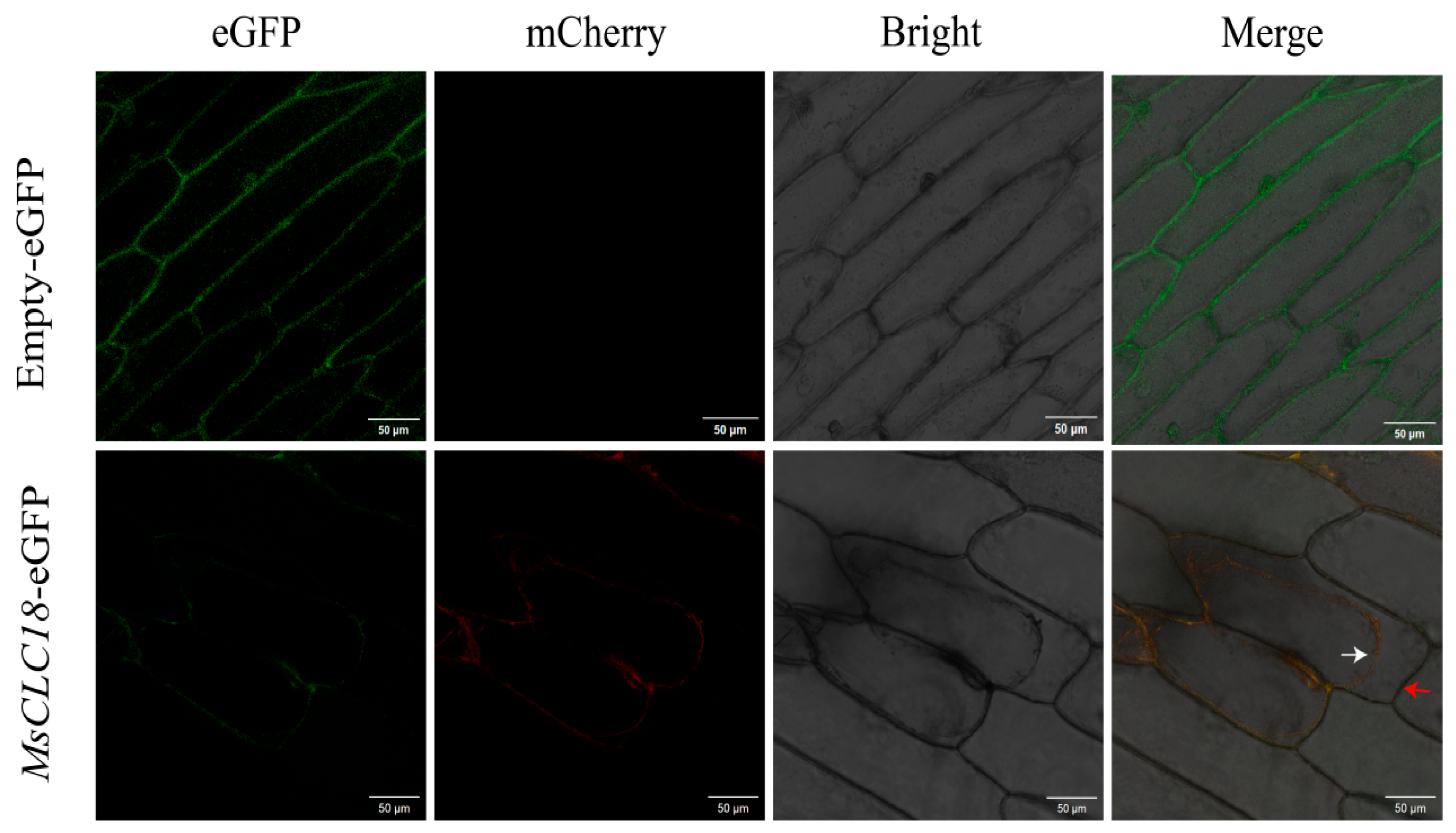 Ijms 26 11442 g008 Ijms 26 11442 g008