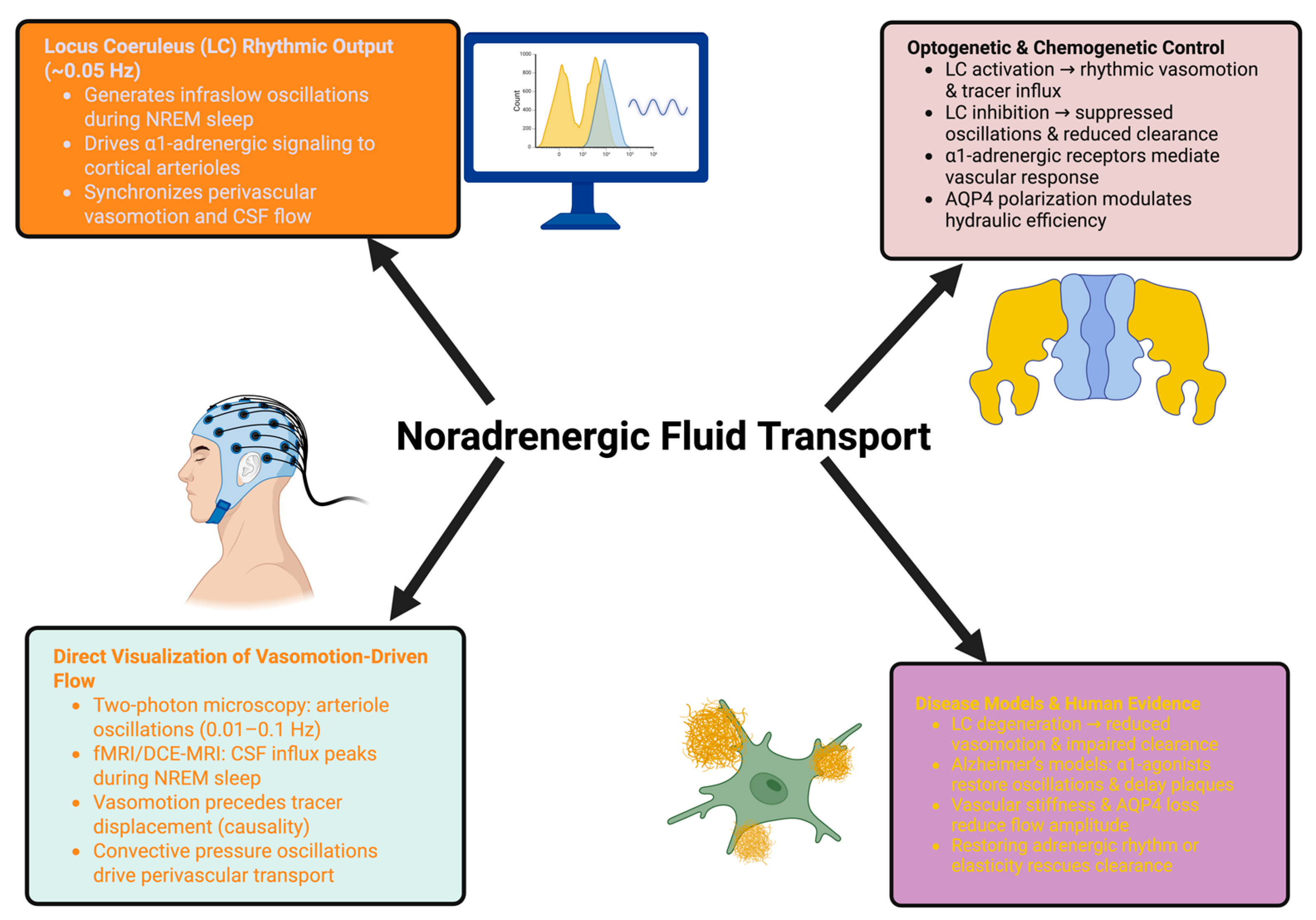 Ijms 26 11444 g001 Ijms 26 11444 g001