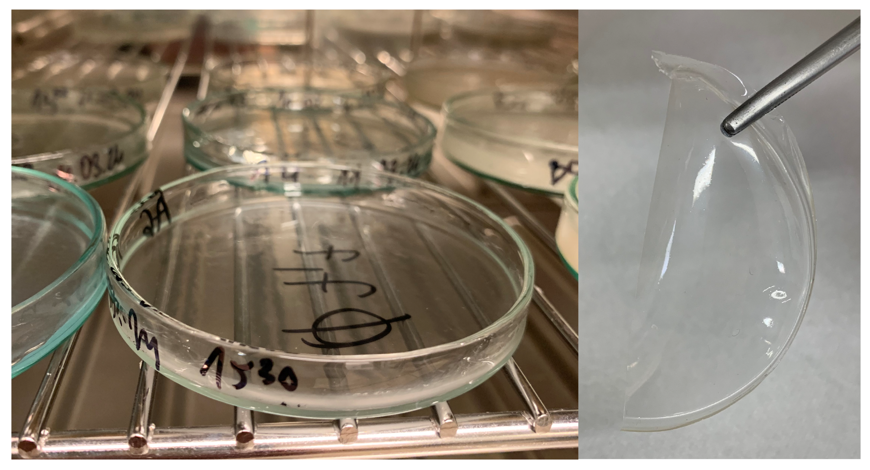 Ijms 26 11445 g001 Ijms 26 11445 g001