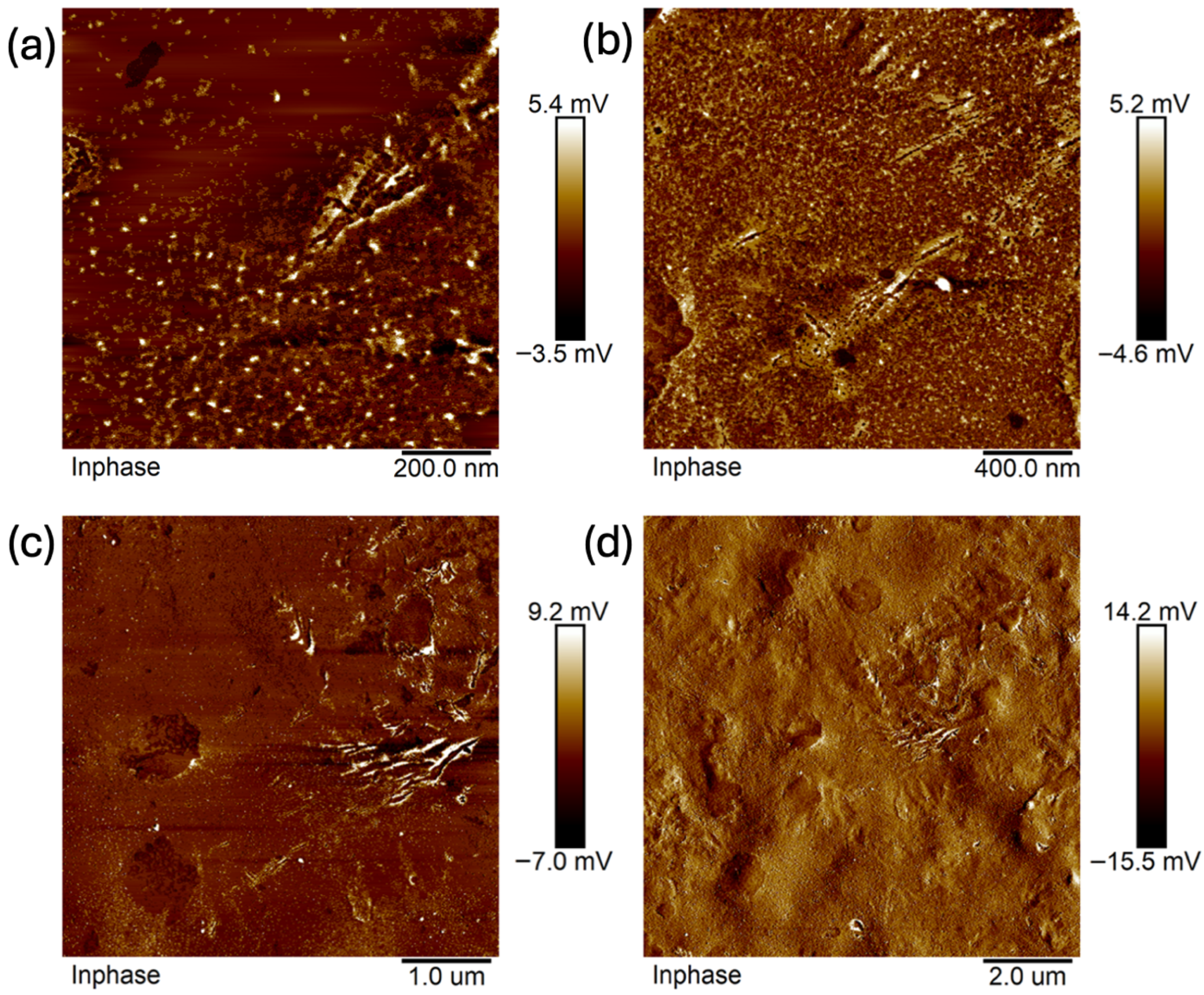 Ijms 26 11445 g013 Ijms 26 11445 g013