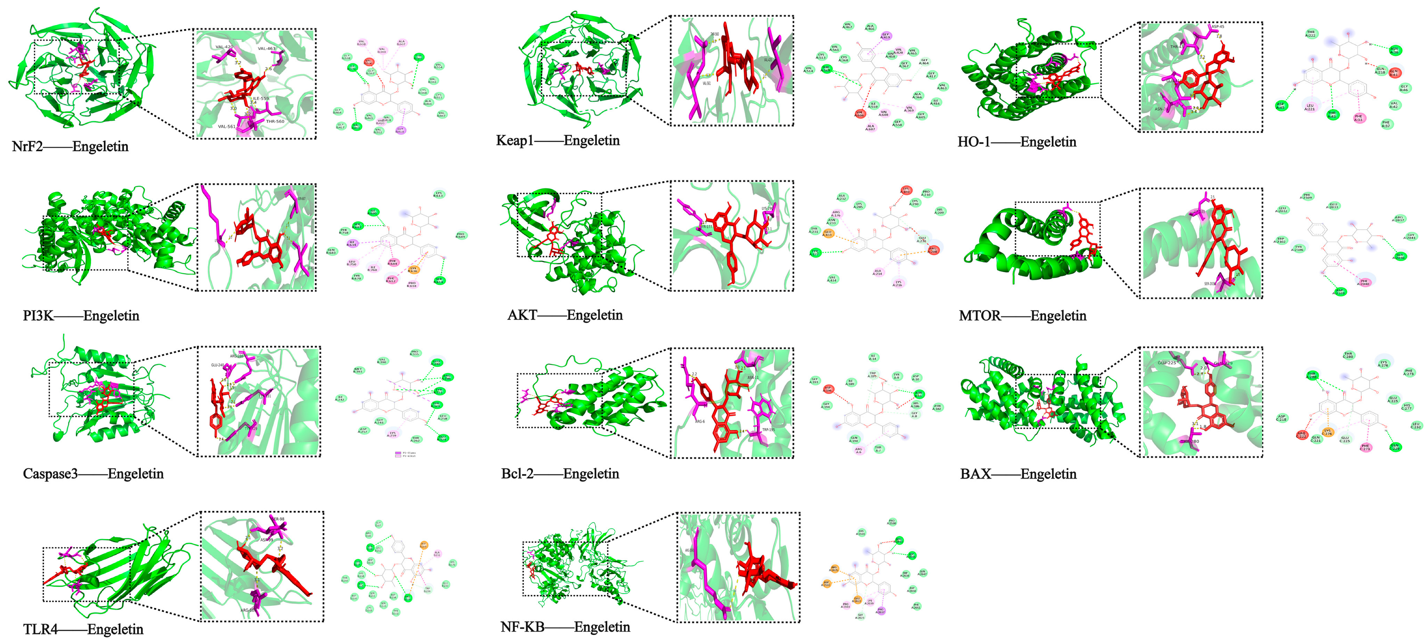 Ijms 26 11446 g006 Ijms 26 11446 g006